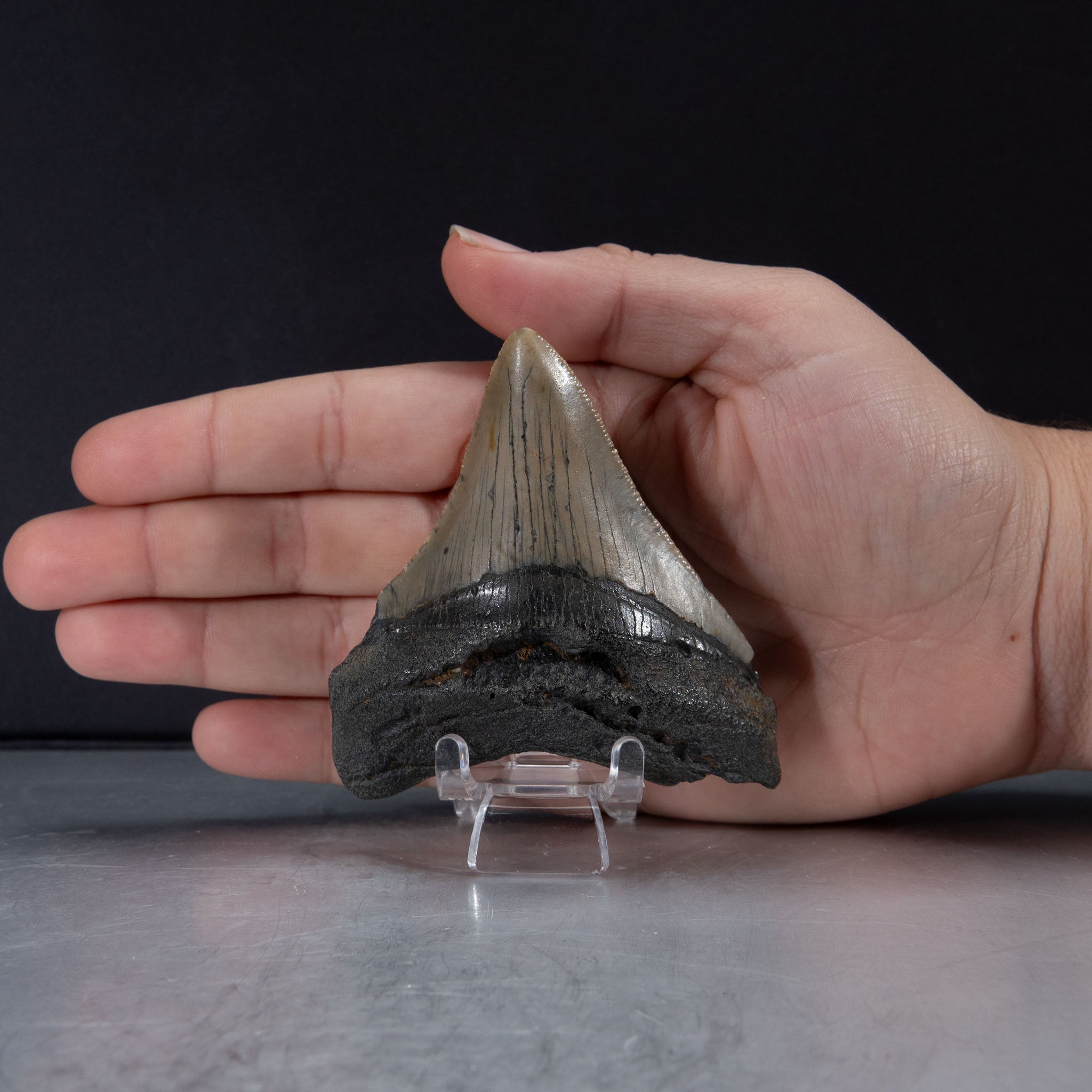 Genuine Prehistoric Megalodon Fossil Tooth (65.2 grams)