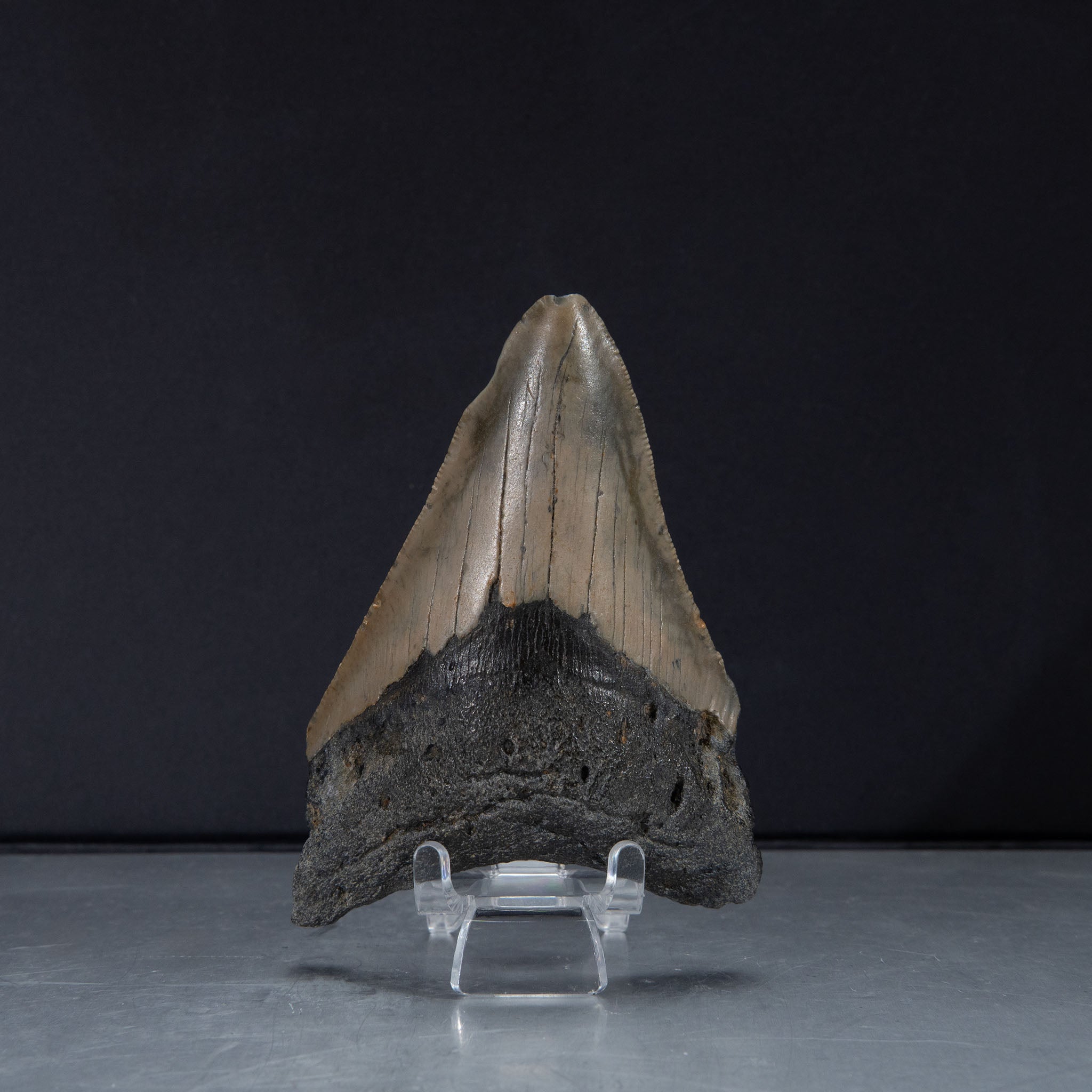 Genuine Prehistoric Megalodon Fossil Tooth (80 grams)