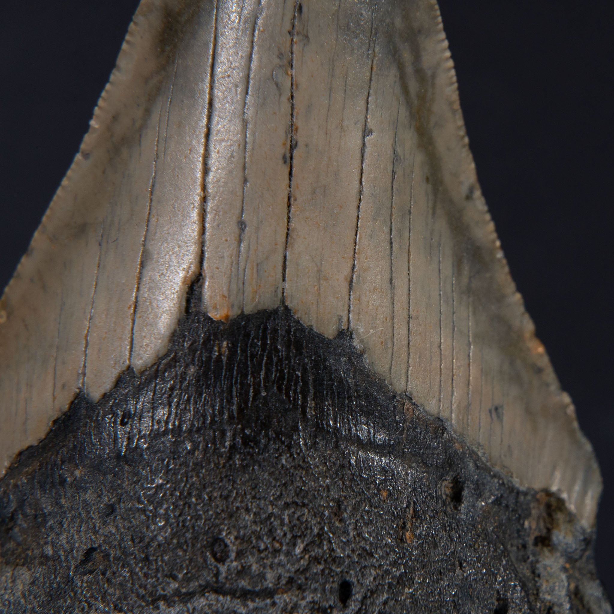 Genuine Prehistoric Megalodon Fossil Tooth (80 grams)