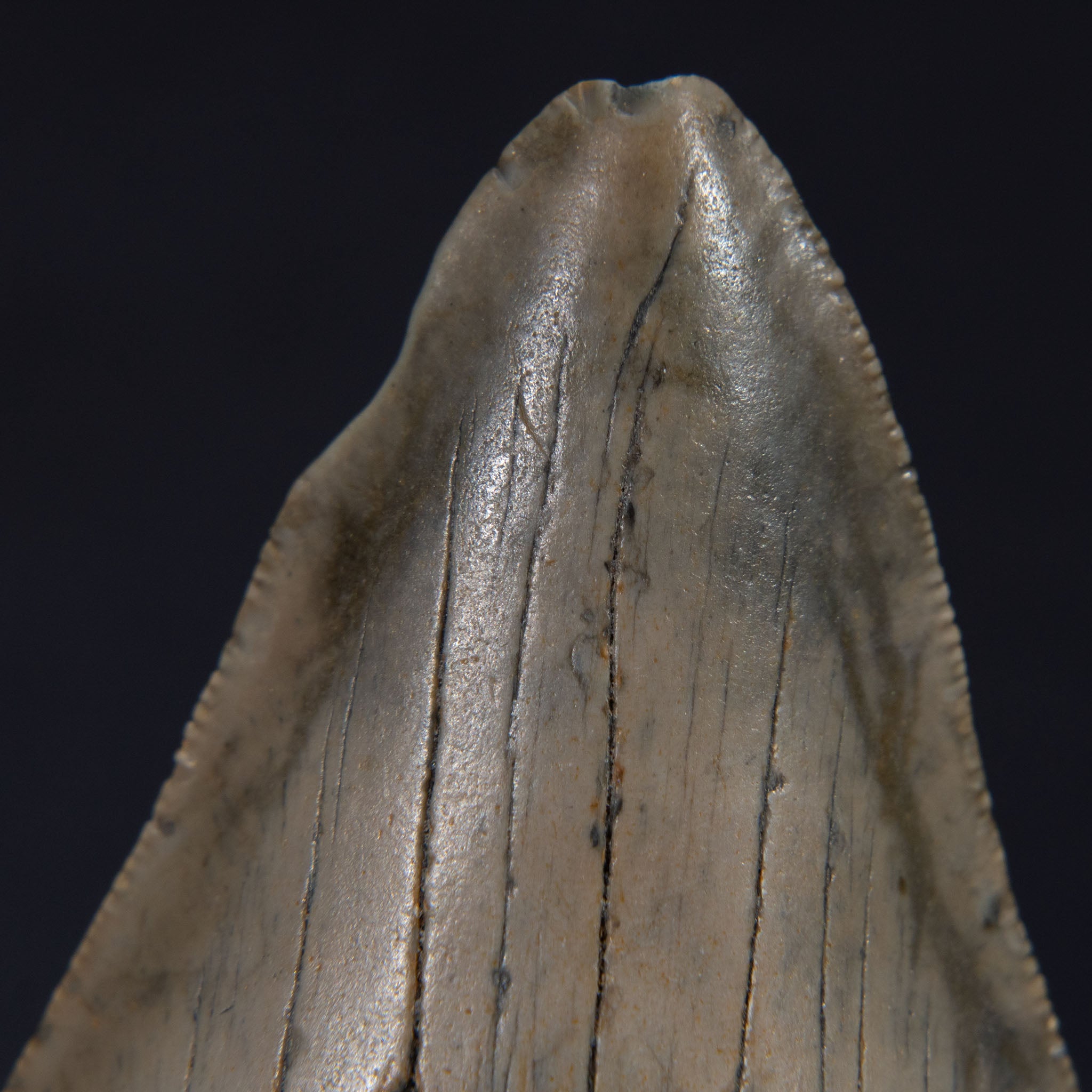 Genuine Prehistoric Megalodon Fossil Tooth (80 grams)
