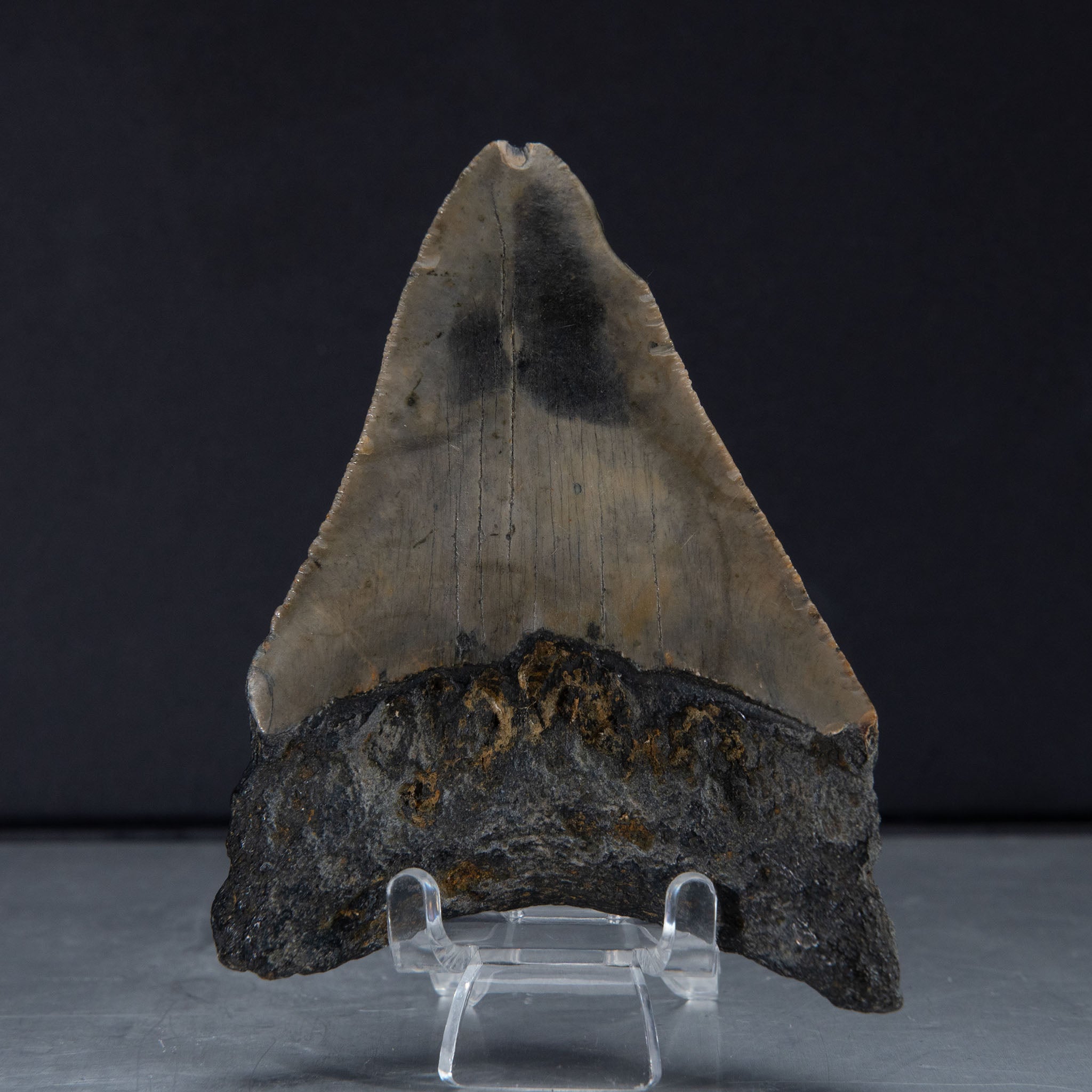 Genuine Prehistoric Megalodon Fossil Tooth (80 grams)