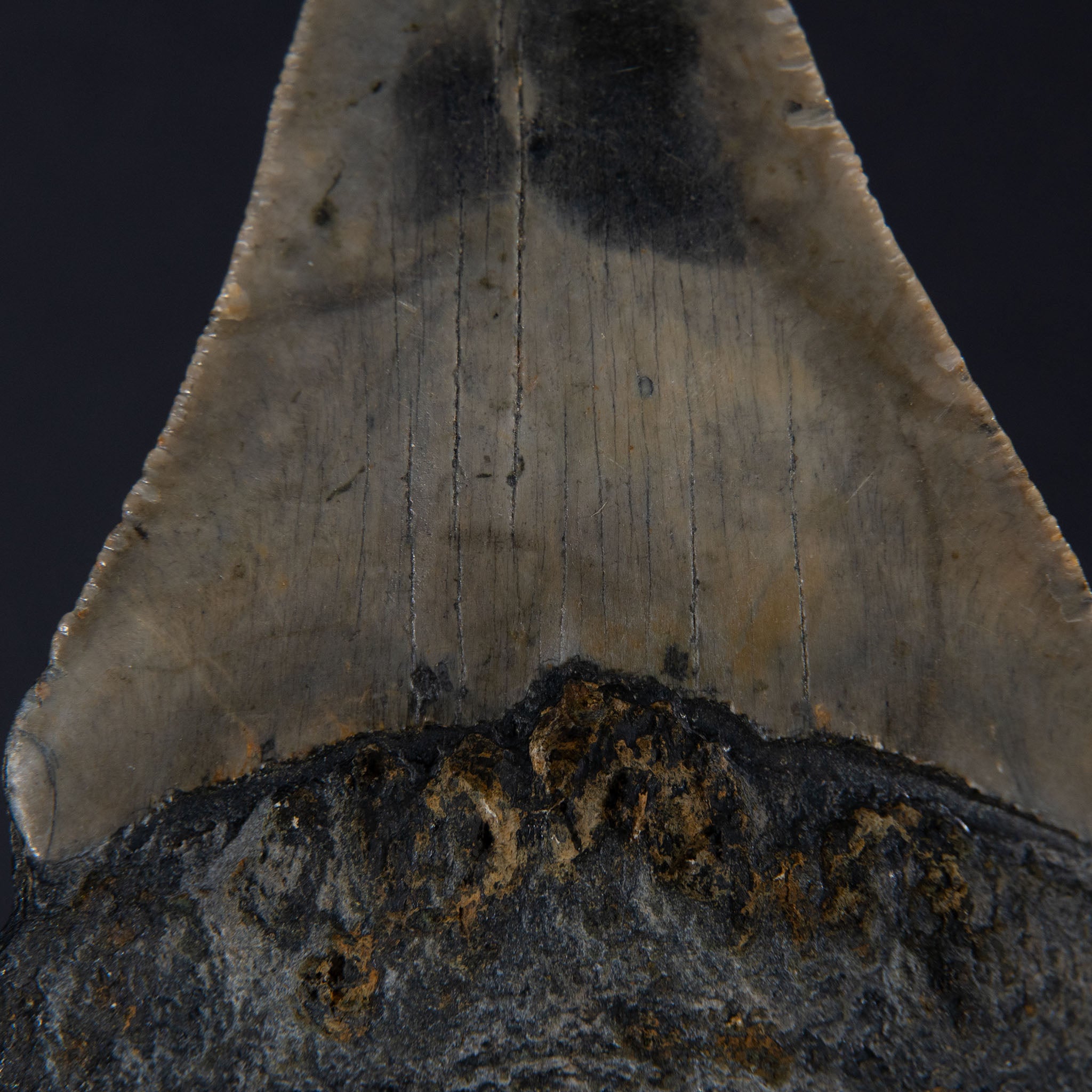 Genuine Prehistoric Megalodon Fossil Tooth (80 grams)