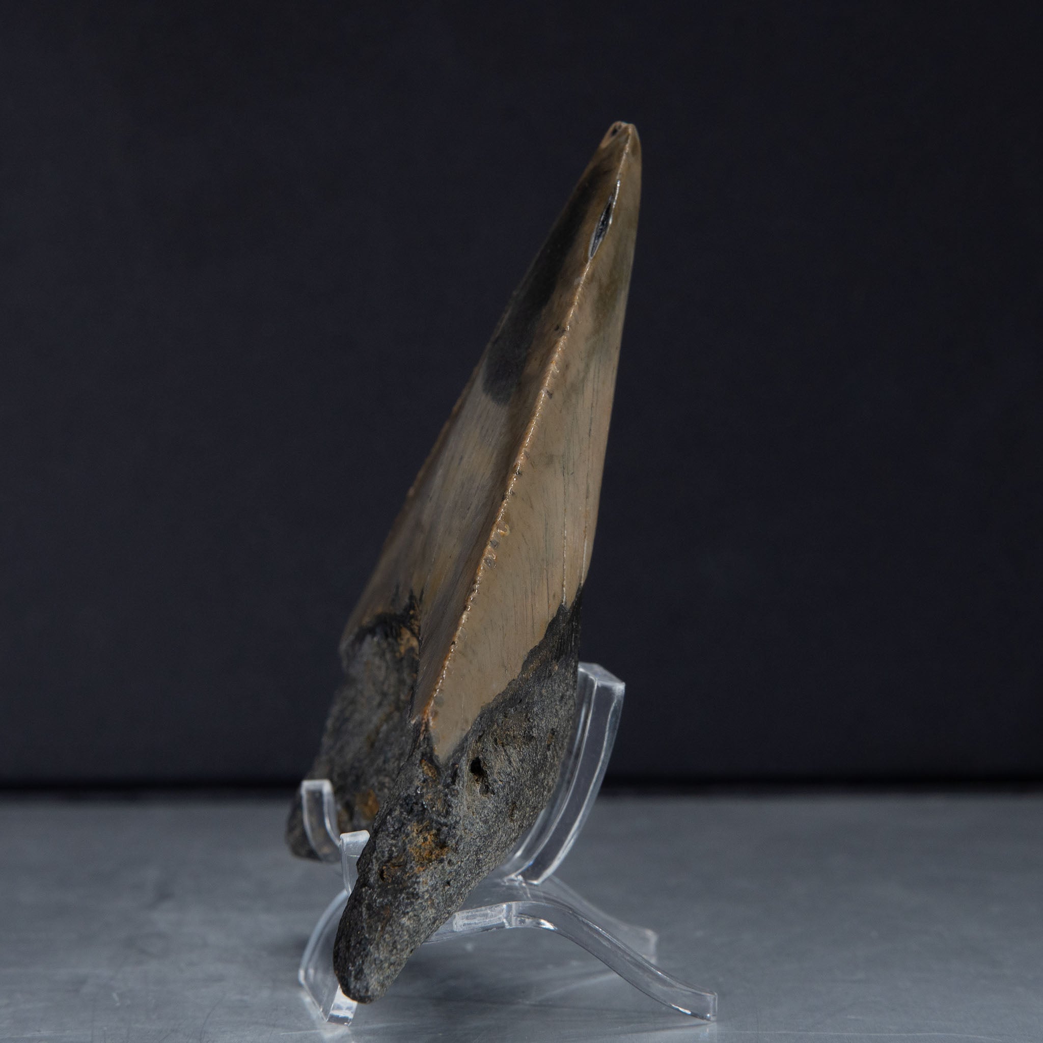Genuine Prehistoric Megalodon Fossil Tooth (80 grams)