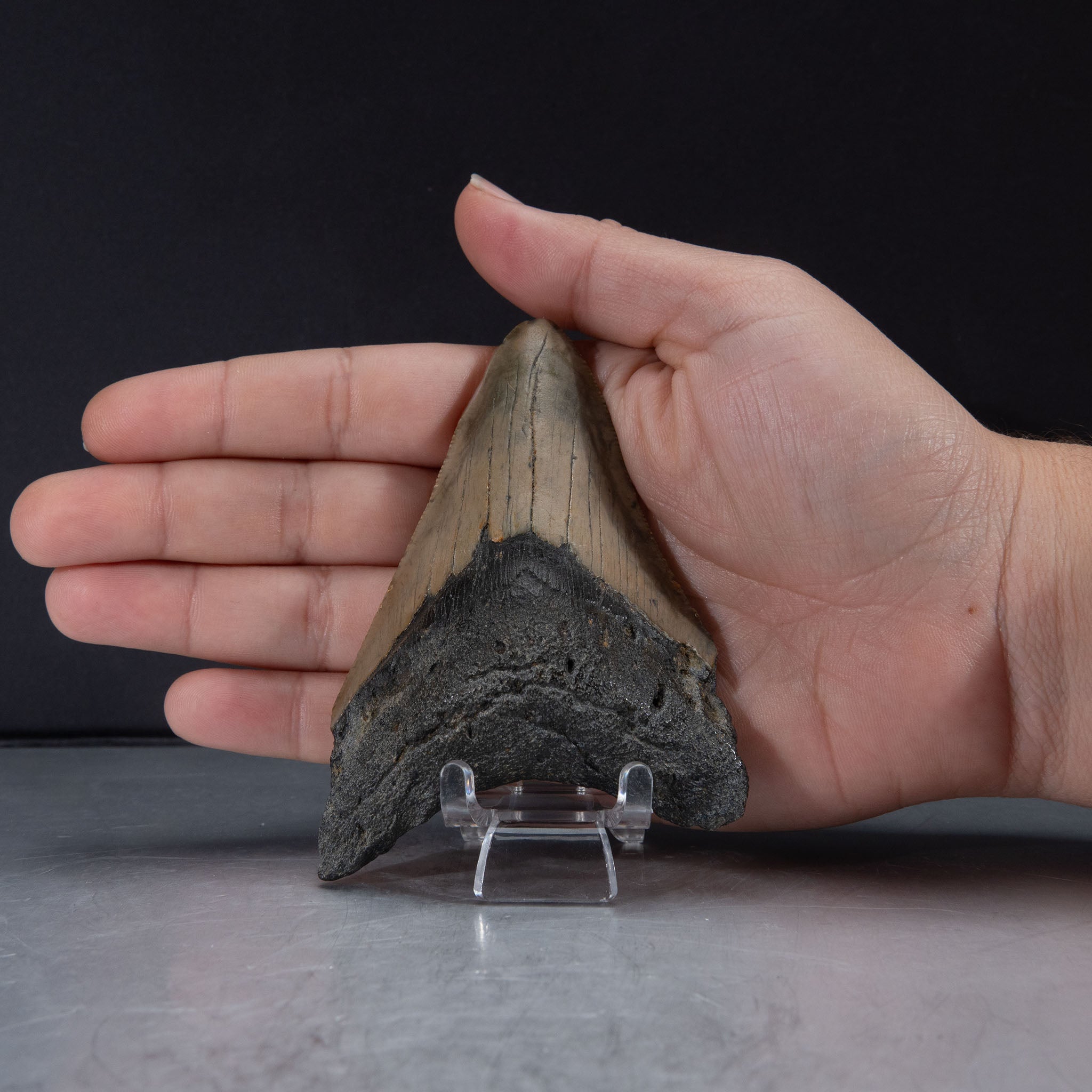 Genuine Prehistoric Megalodon Fossil Tooth (80 grams)