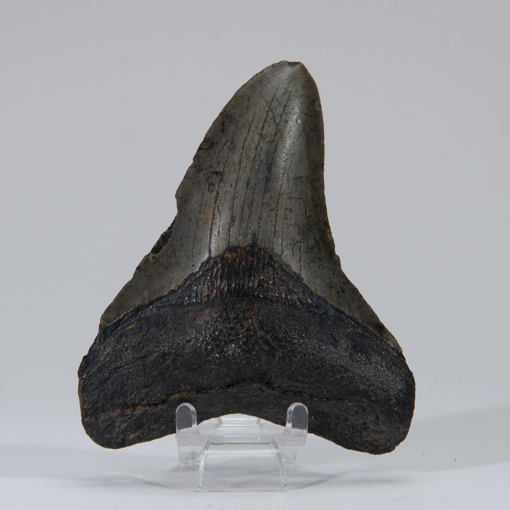 Genuine Prehistoric Megalodon Fossil Tooth (103.7 grams)