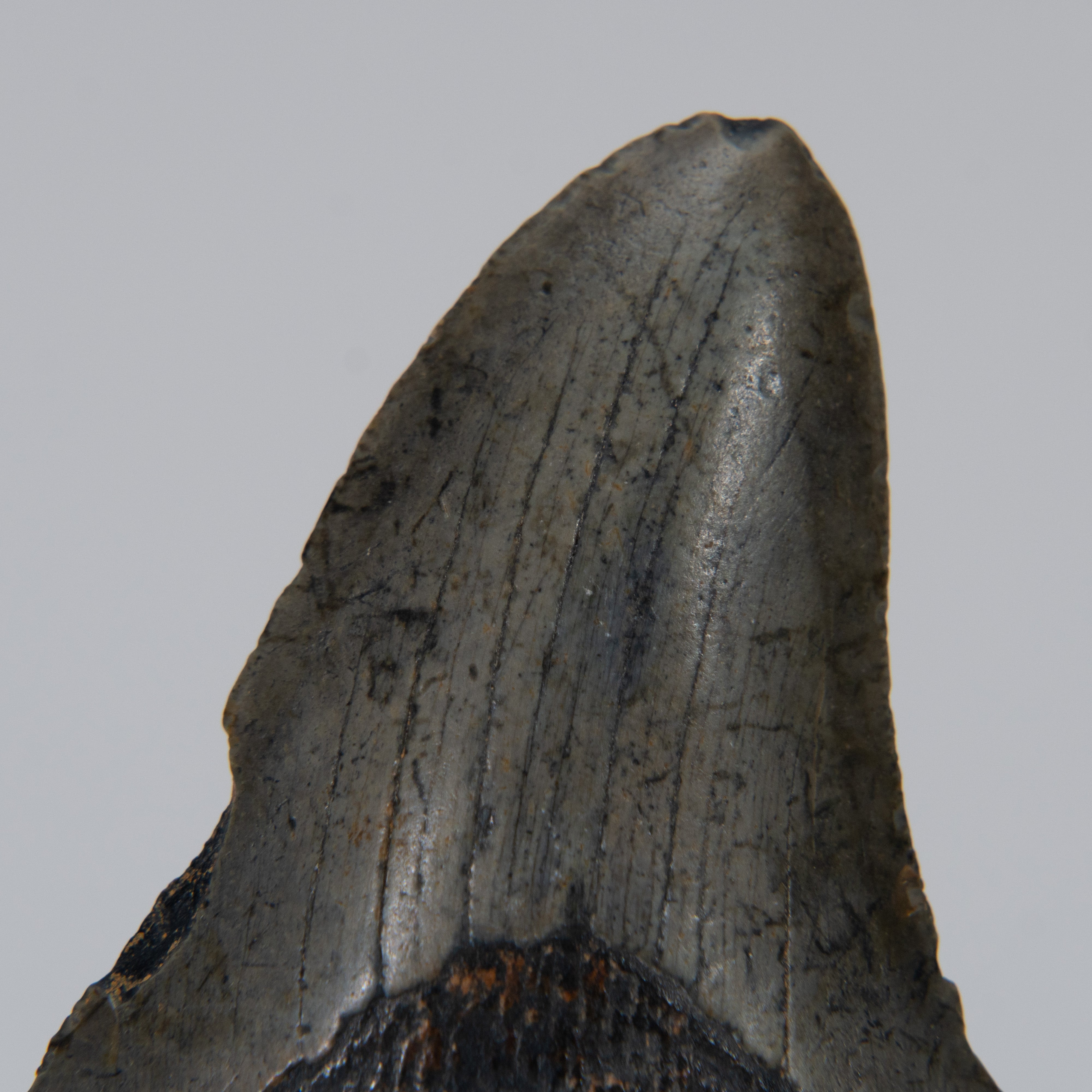 Genuine Prehistoric Megalodon Fossil Tooth (103.7 grams)