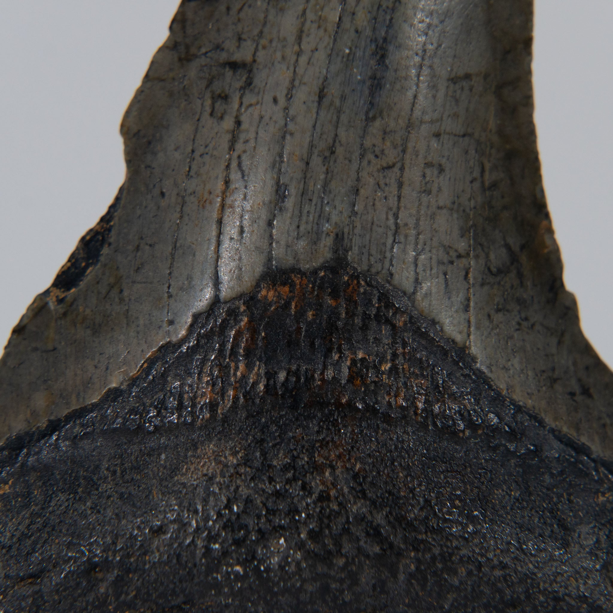 Genuine Prehistoric Megalodon Fossil Tooth (103.7 grams)