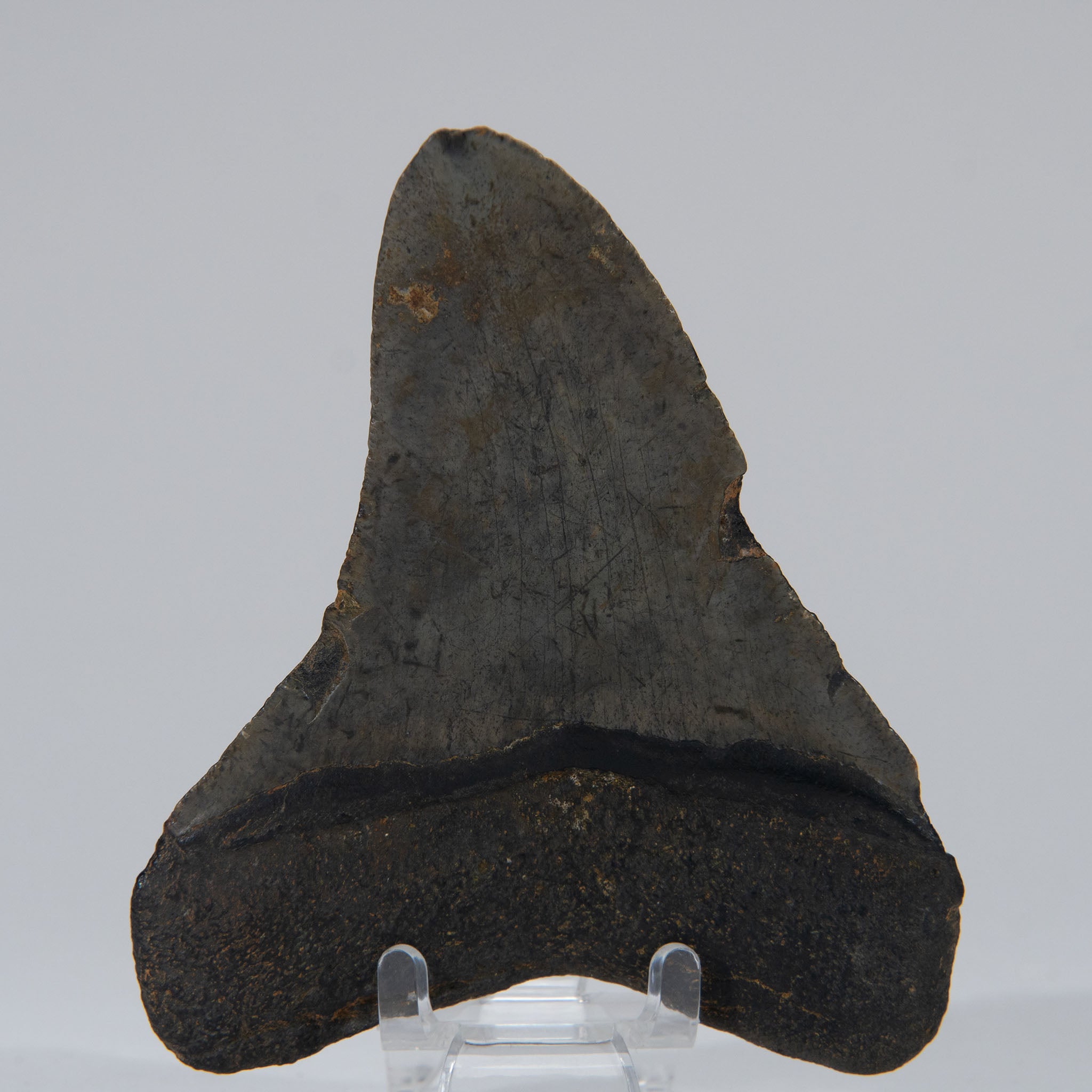 Genuine Prehistoric Megalodon Fossil Tooth (103.7 grams)