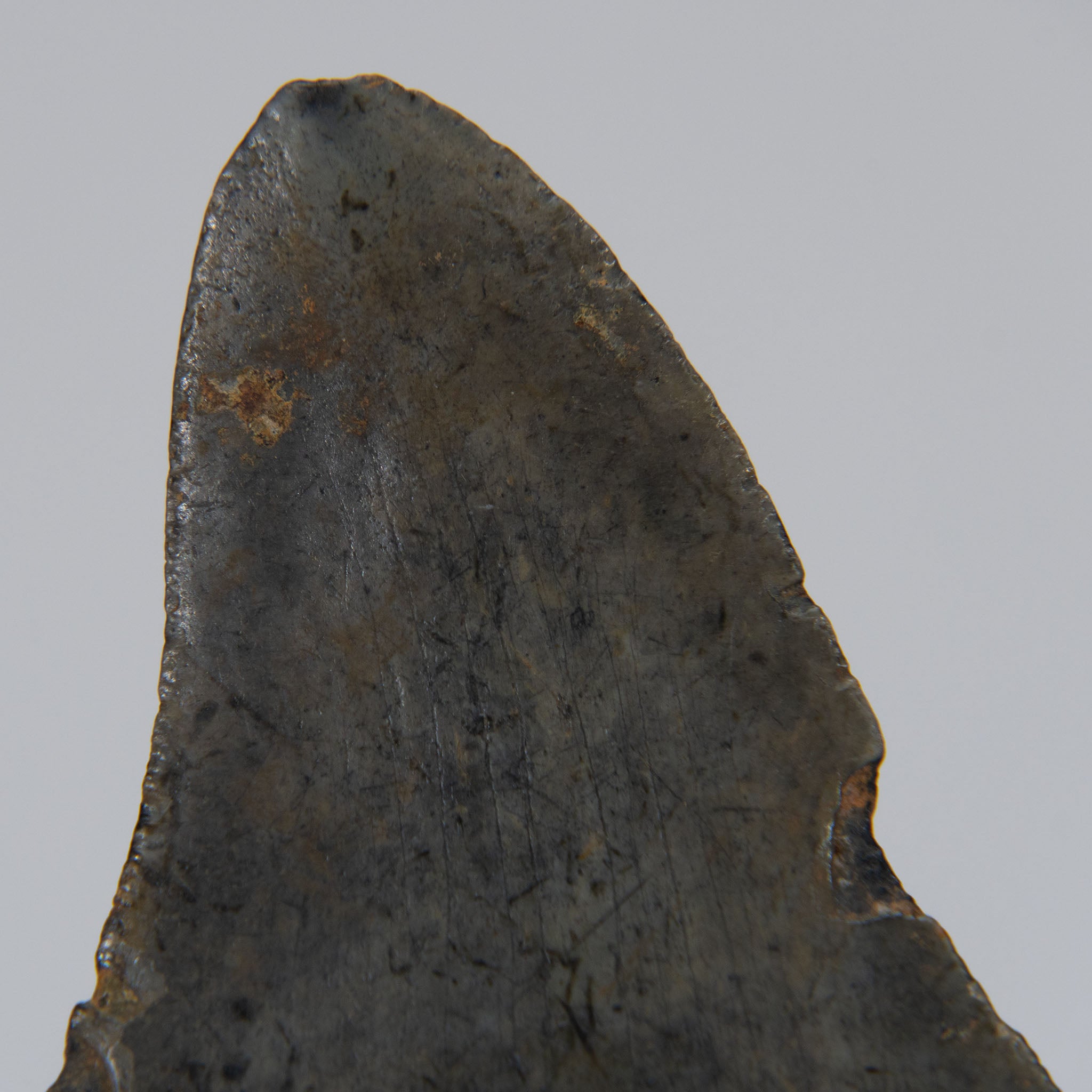 Genuine Prehistoric Megalodon Fossil Tooth (103.7 grams)
