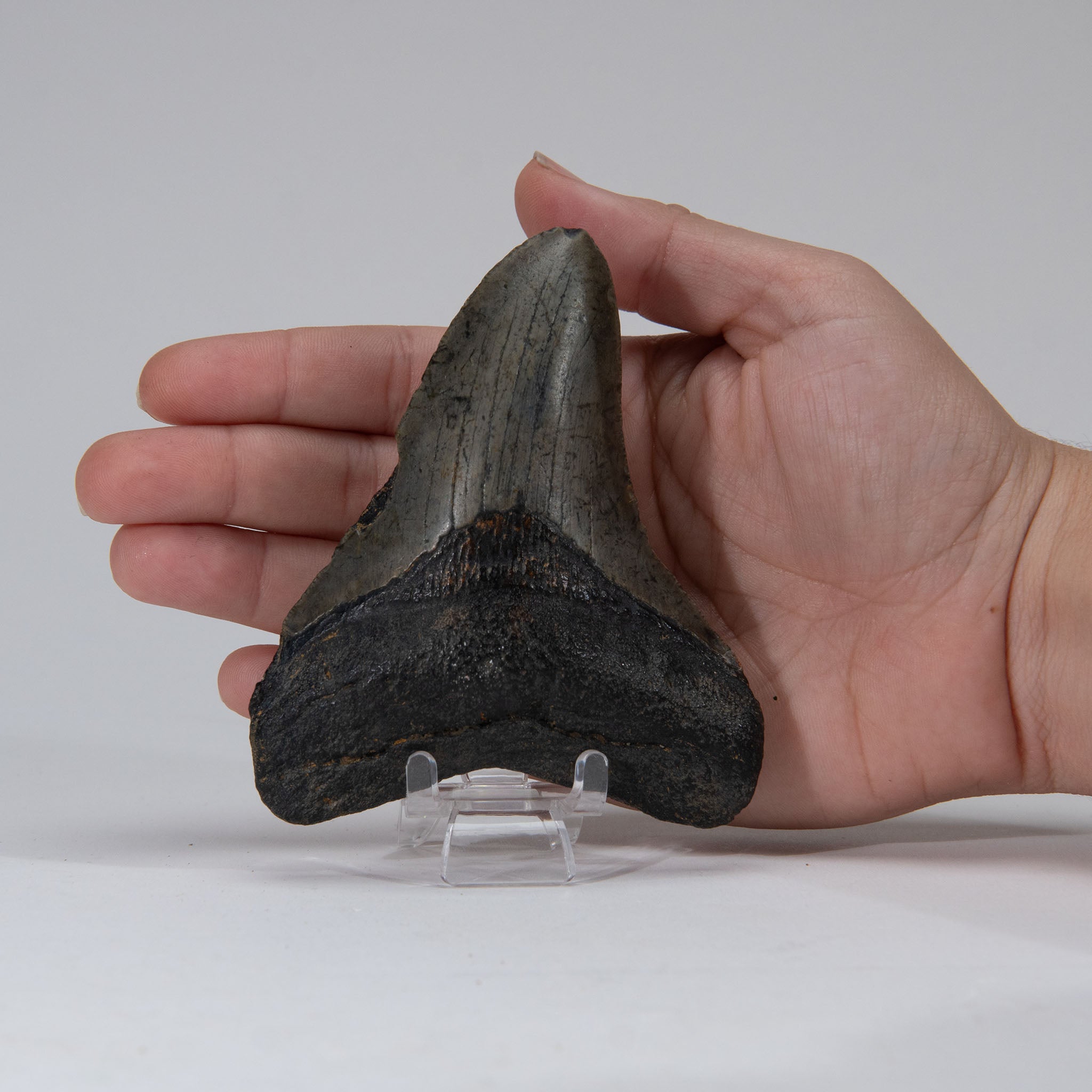 Genuine Prehistoric Megalodon Fossil Tooth (103.7 grams)