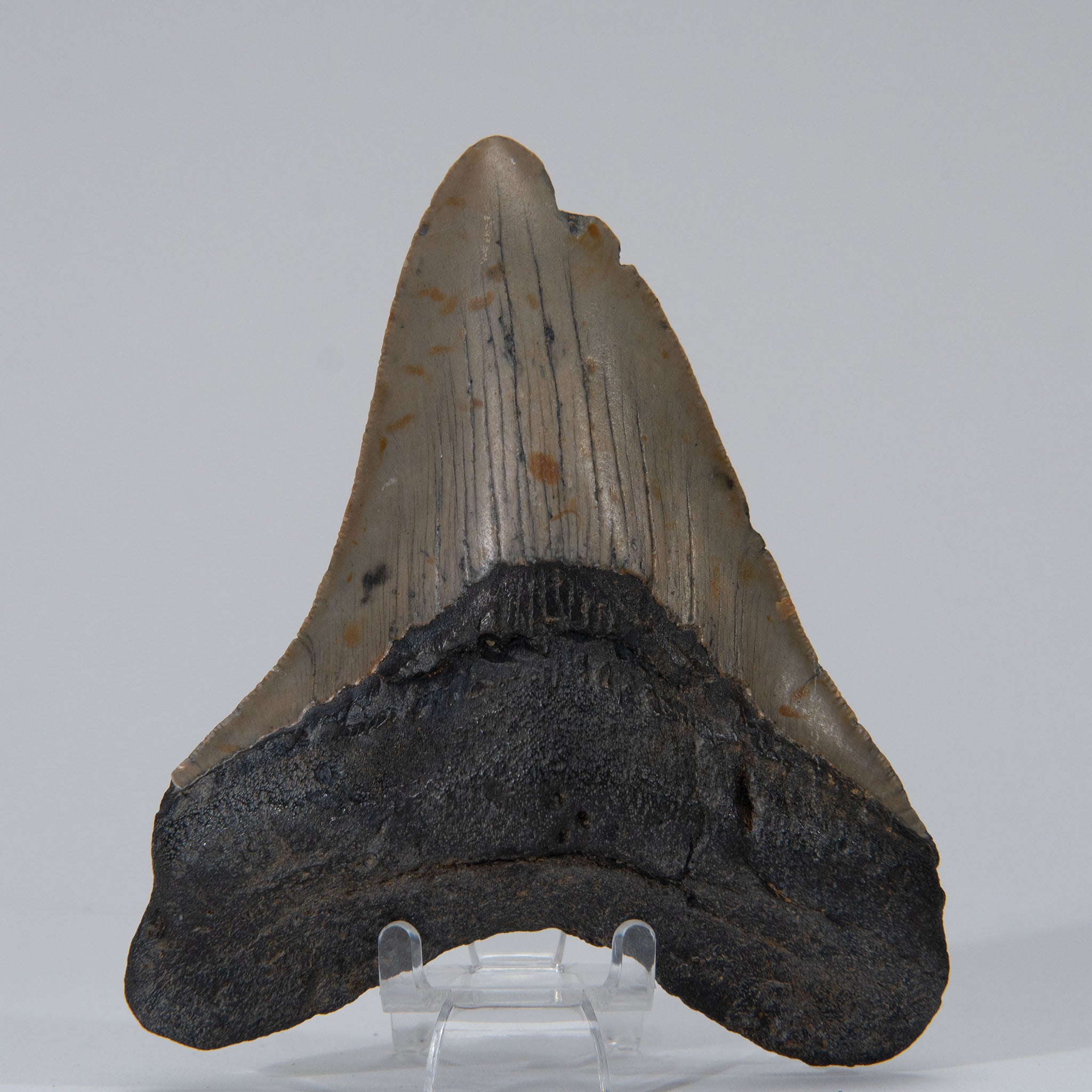 Genuine Prehistoric Megalodon Fossil Tooth (141.3 grams)