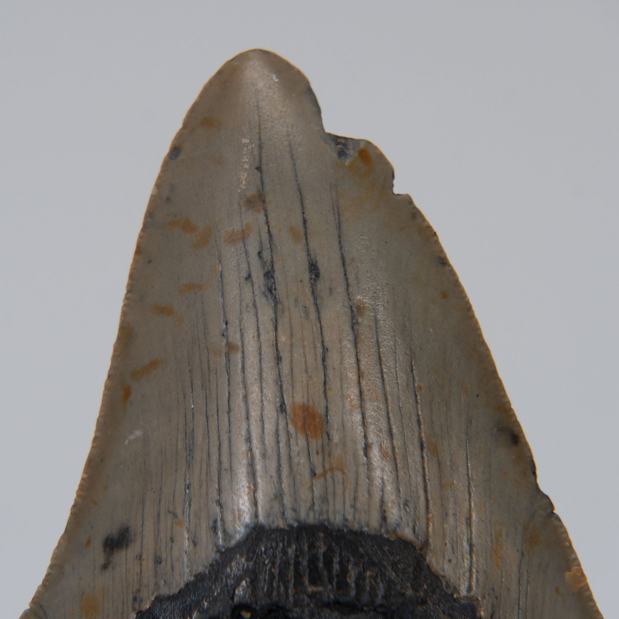 Genuine Prehistoric Megalodon Fossil Tooth (141.3 grams)