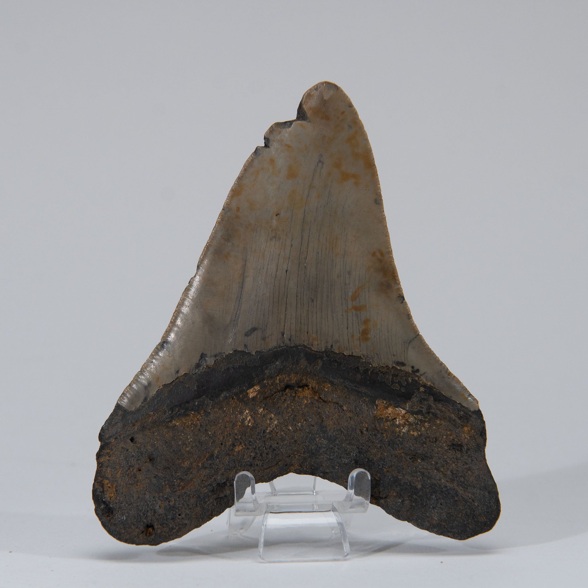Genuine Prehistoric Megalodon Fossil Tooth (141.3 grams)