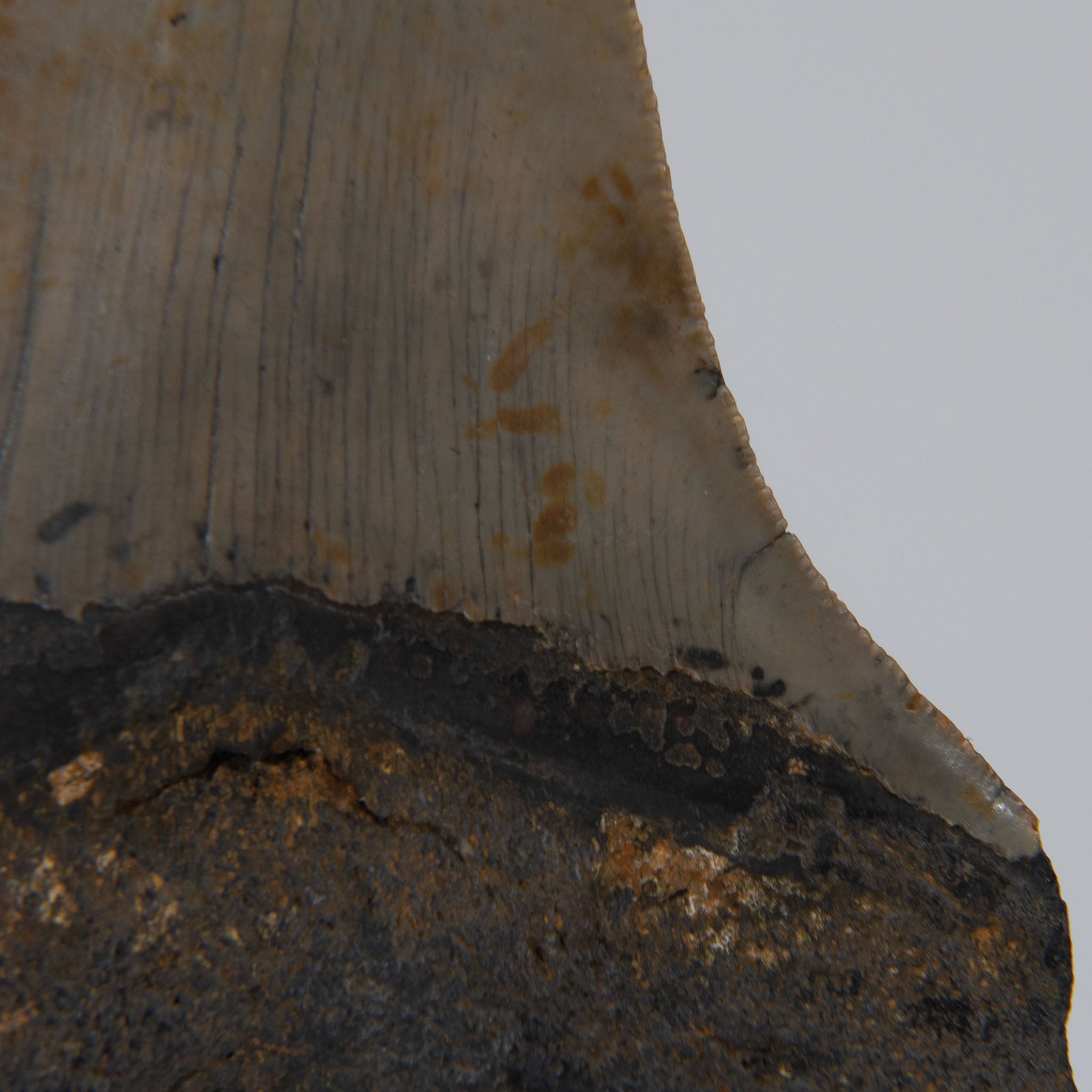 Genuine Prehistoric Megalodon Fossil Tooth (141.3 grams)