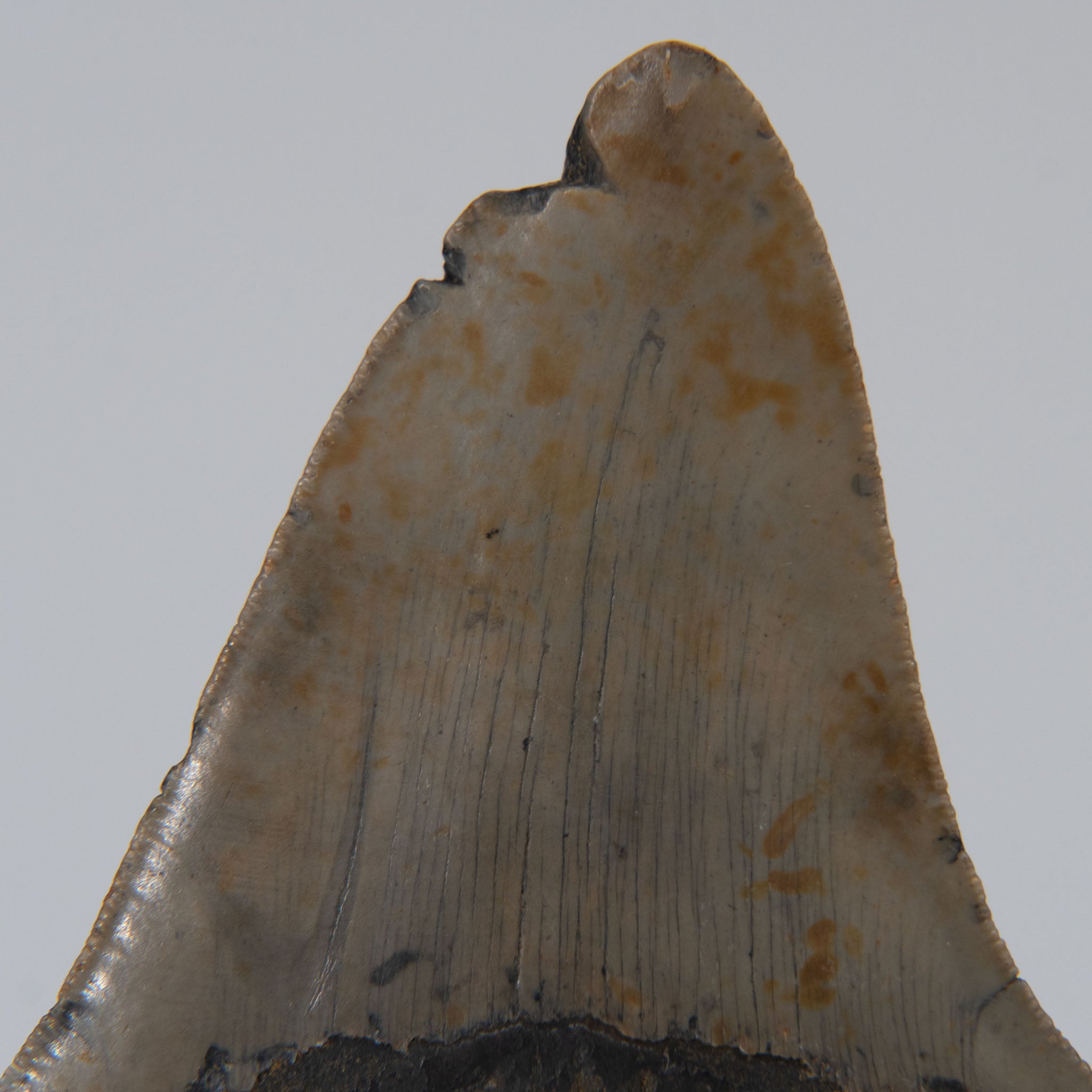 Genuine Prehistoric Megalodon Fossil Tooth (141.3 grams)