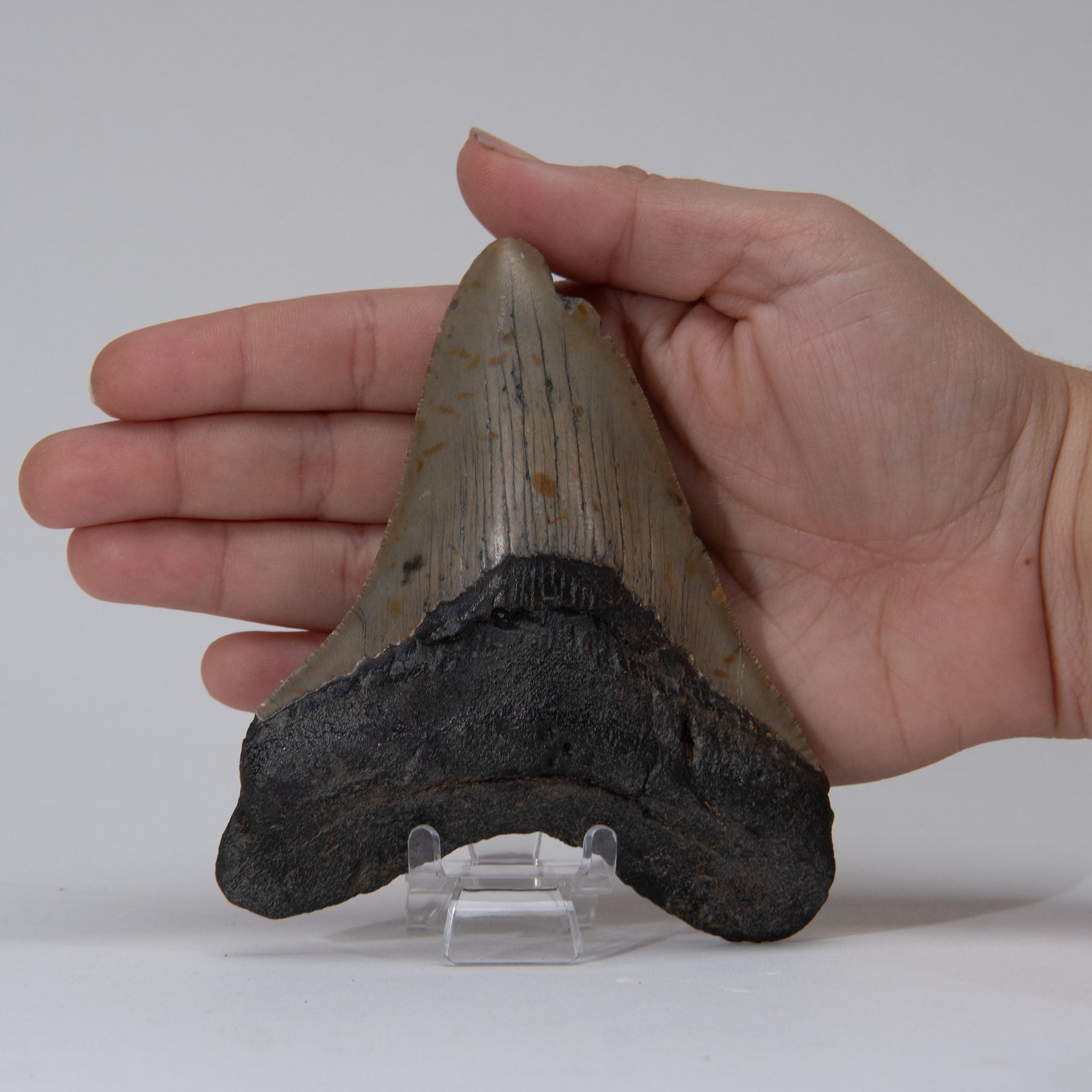 Genuine Prehistoric Megalodon Fossil Tooth (141.3 grams)