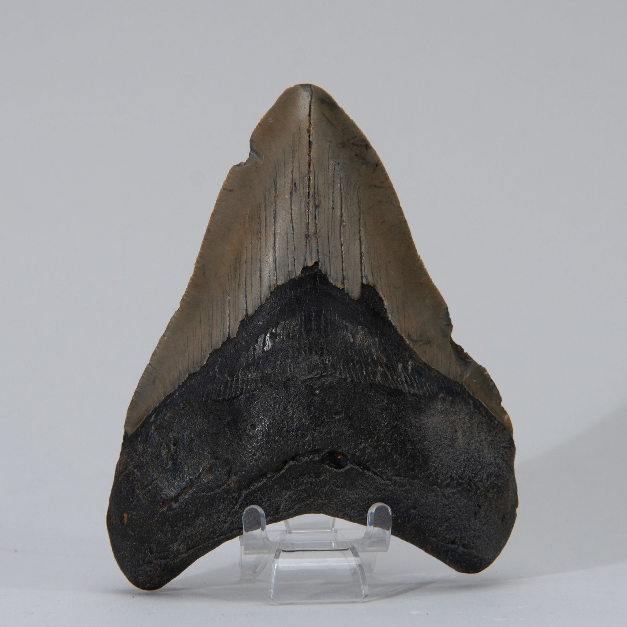Genuine Prehistoric Megalodon Fossil Tooth (168.6 grams)