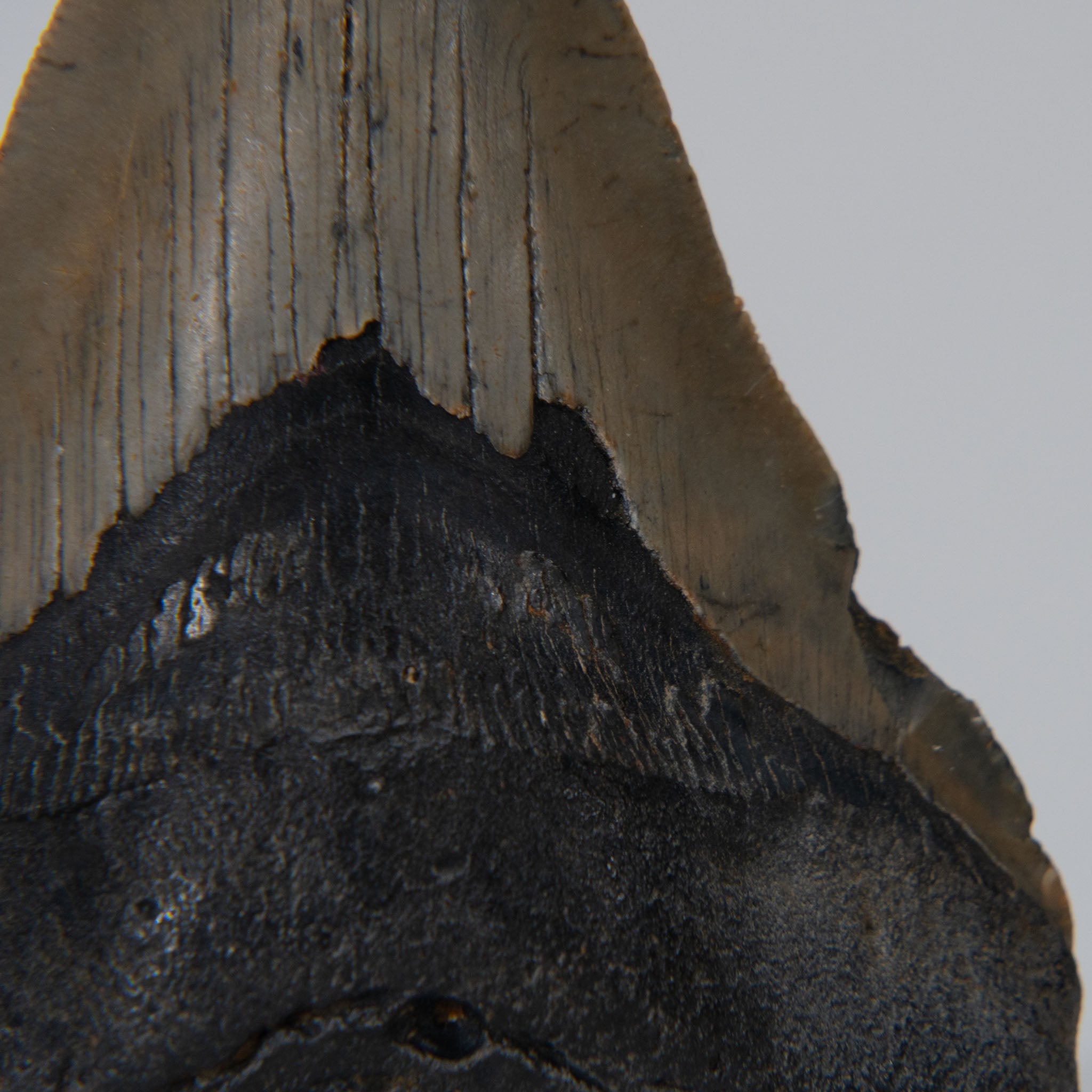 Genuine Prehistoric Megalodon Fossil Tooth (168.6 grams)