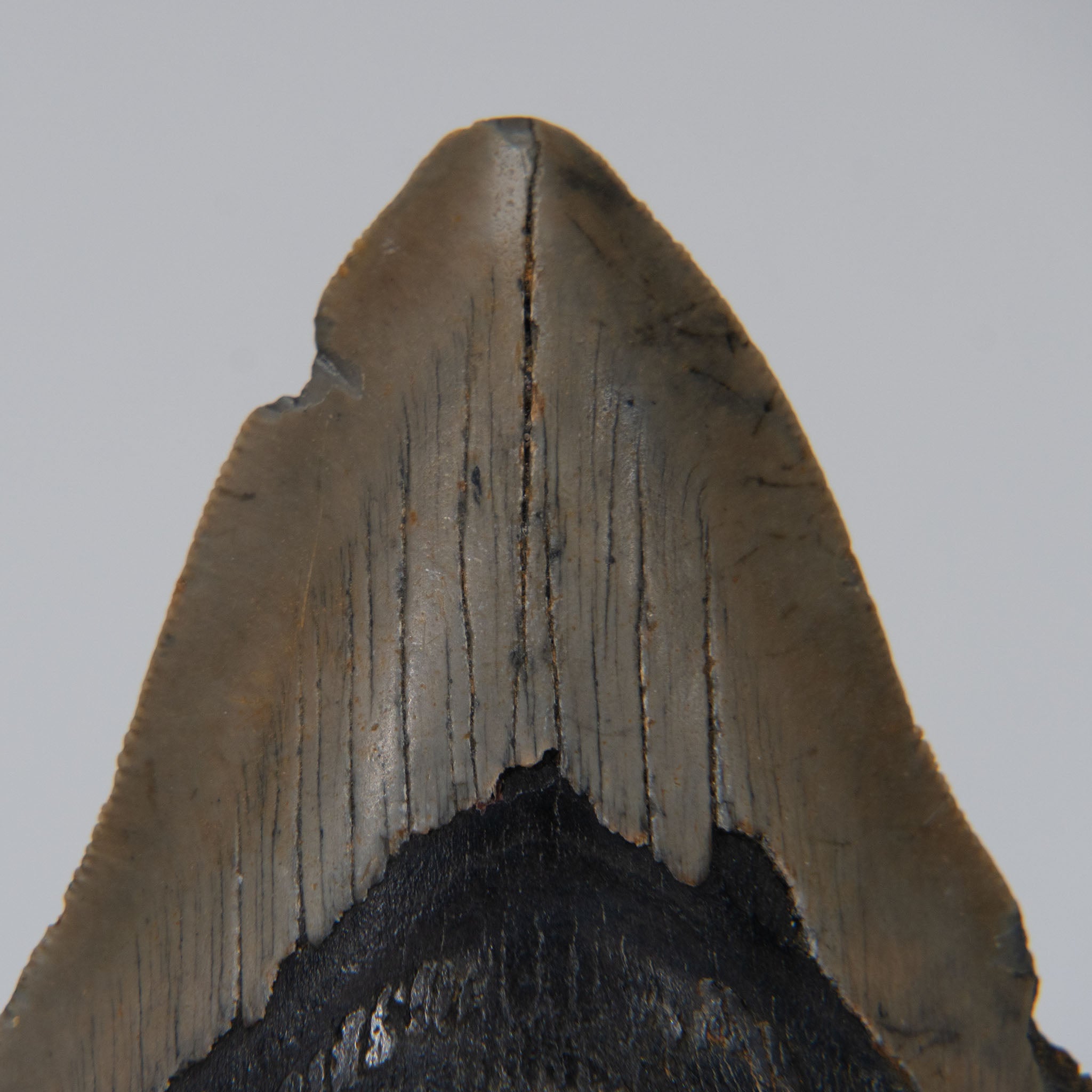 Genuine Prehistoric Megalodon Fossil Tooth (168.6 grams)
