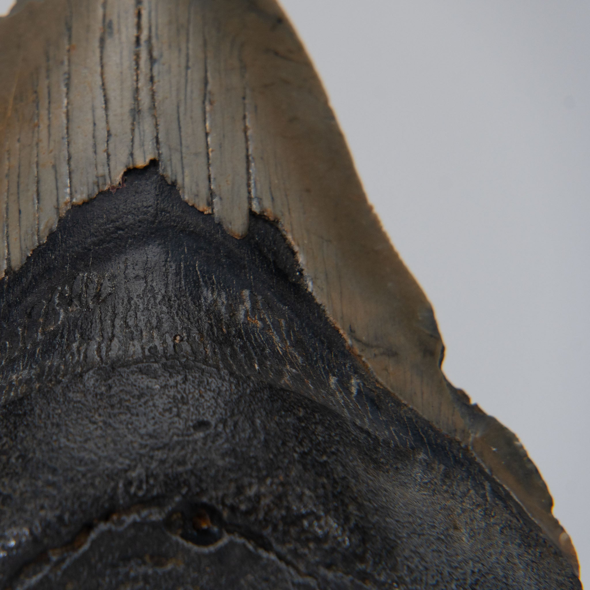 Genuine Prehistoric Megalodon Fossil Tooth (168.6 grams)