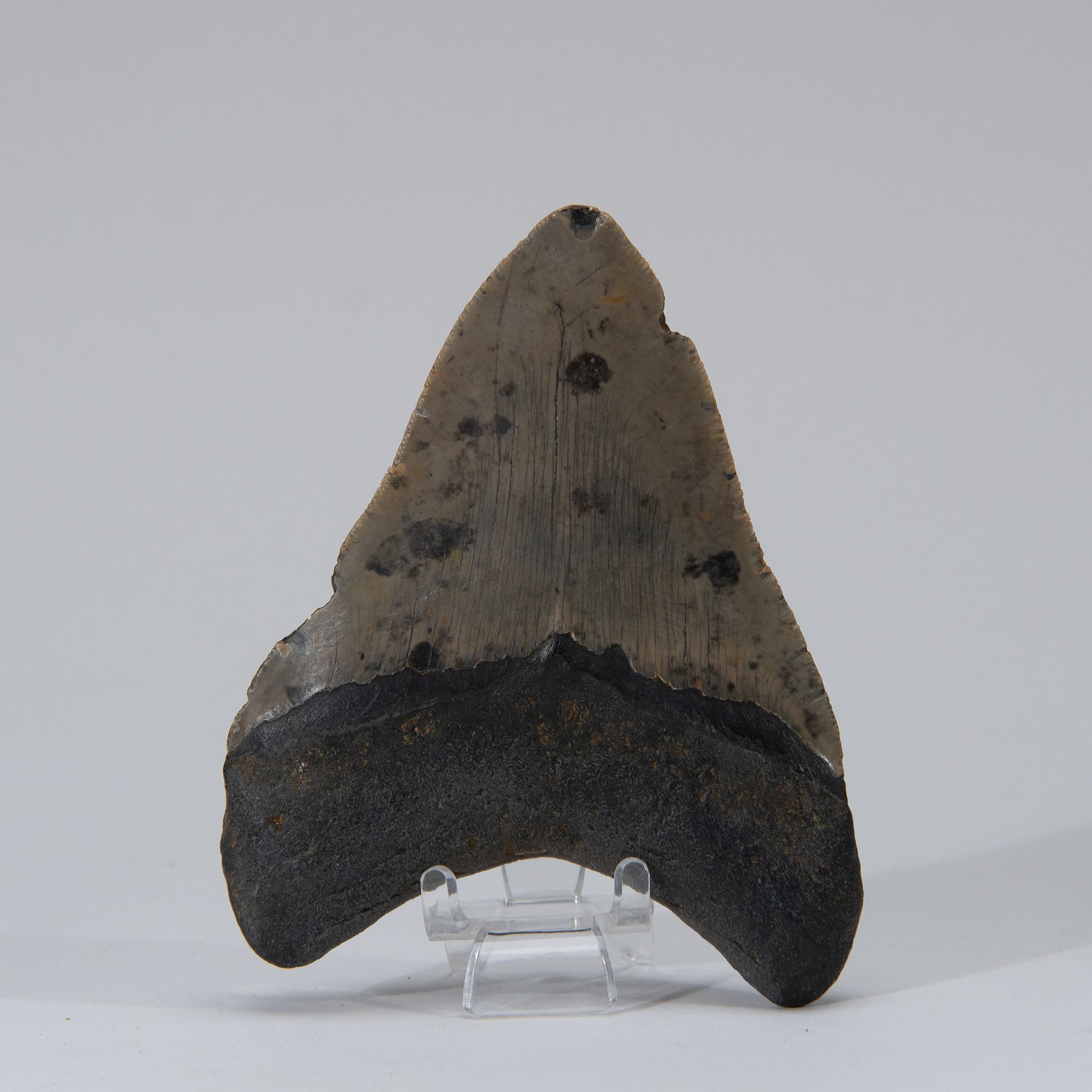 Genuine Prehistoric Megalodon Fossil Tooth (168.6 grams)