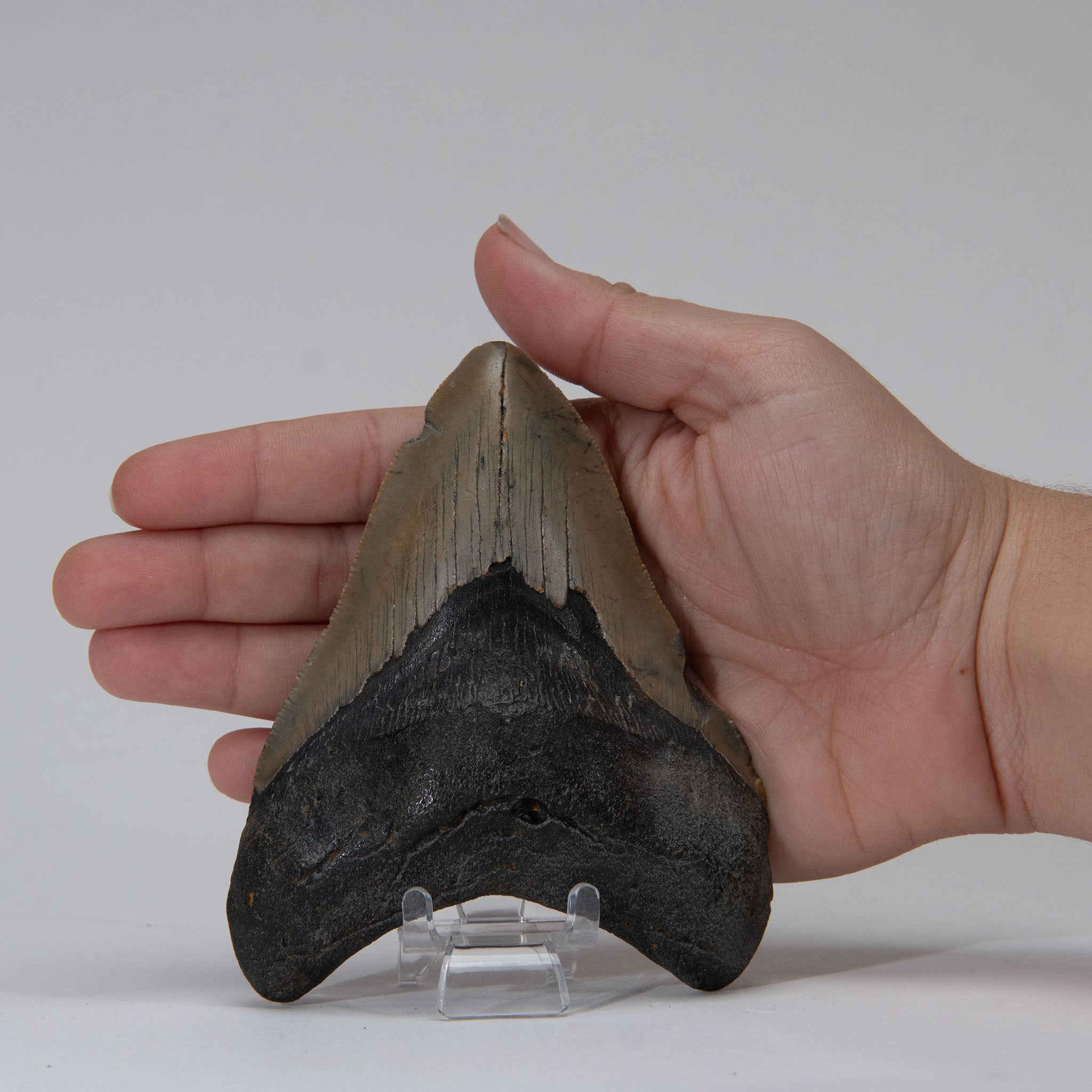 Genuine Prehistoric Megalodon Fossil Tooth (168.6 grams)
