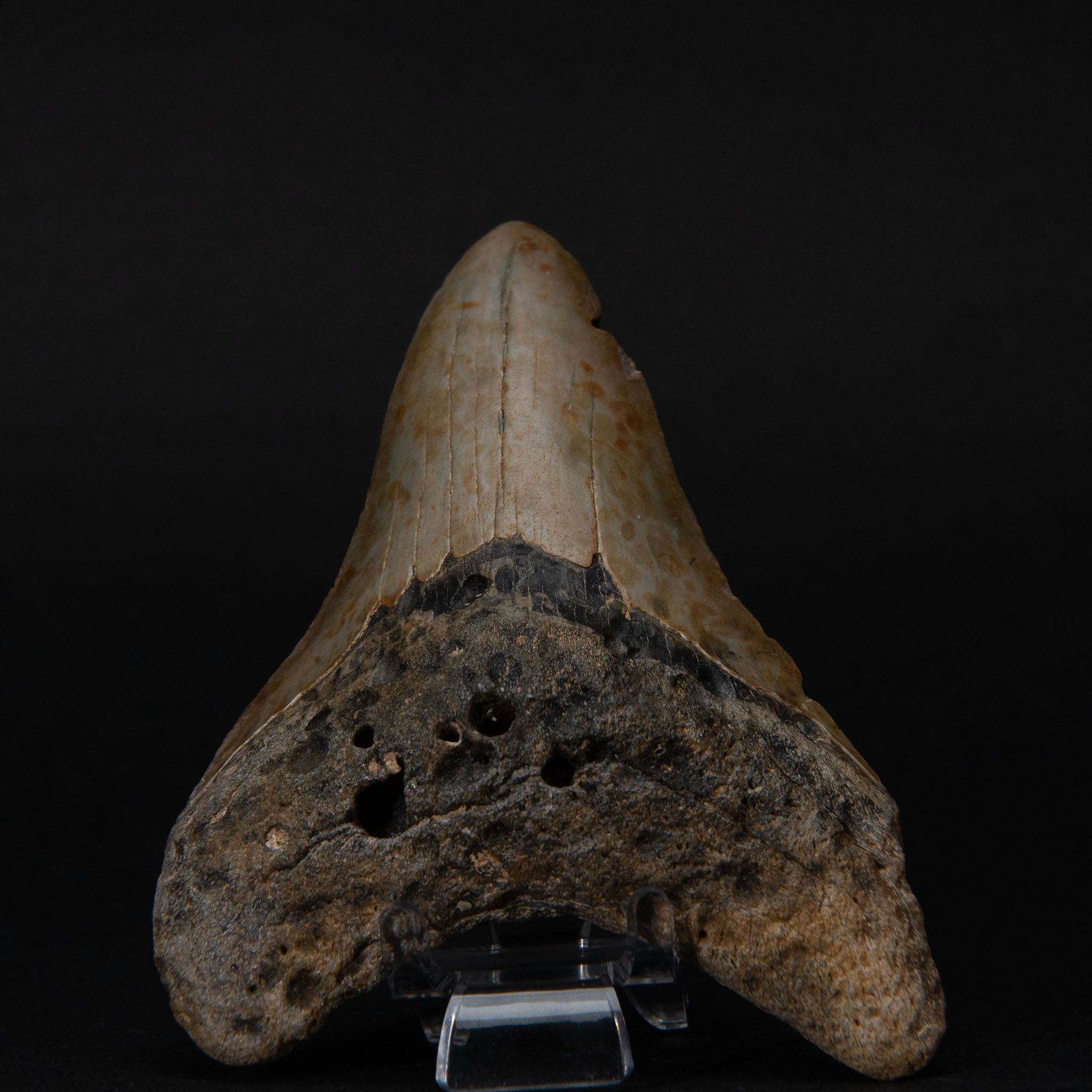 Genuine Prehistoric Megalodon Fossil Tooth (190 grams)