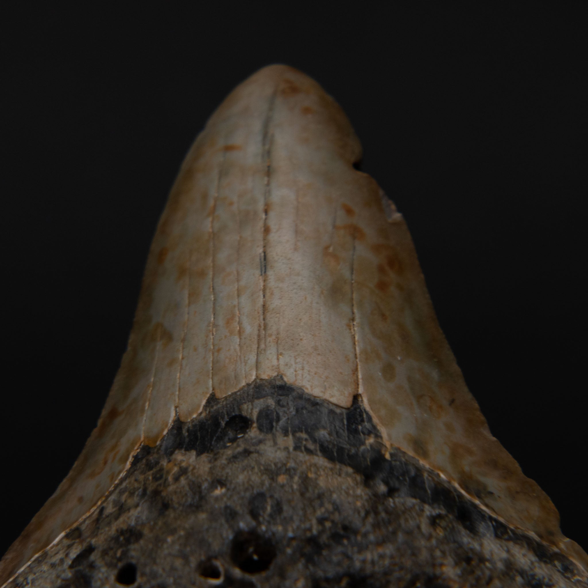 Genuine Prehistoric Megalodon Fossil Tooth (190 grams)