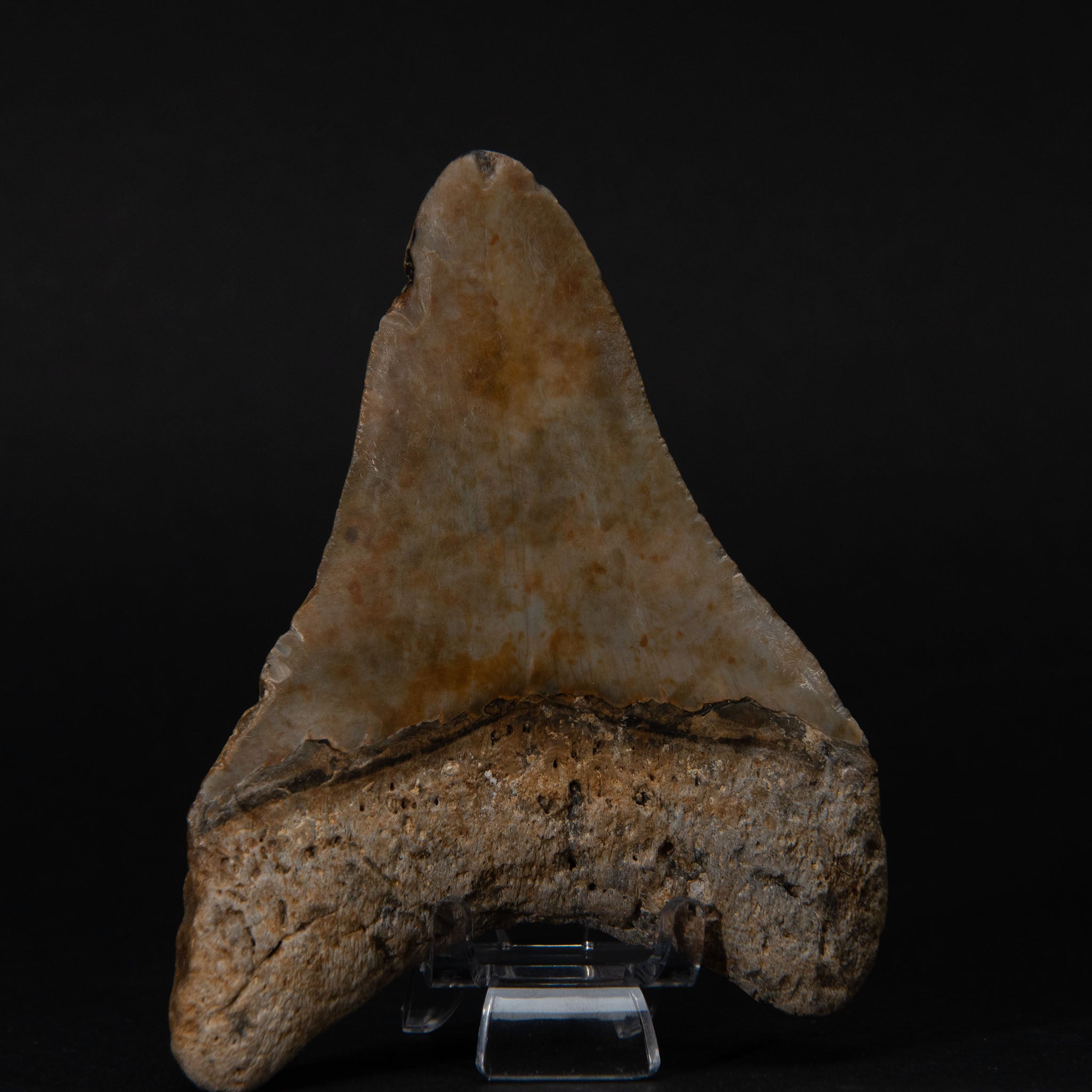 Genuine Prehistoric Megalodon Fossil Tooth (190 grams)