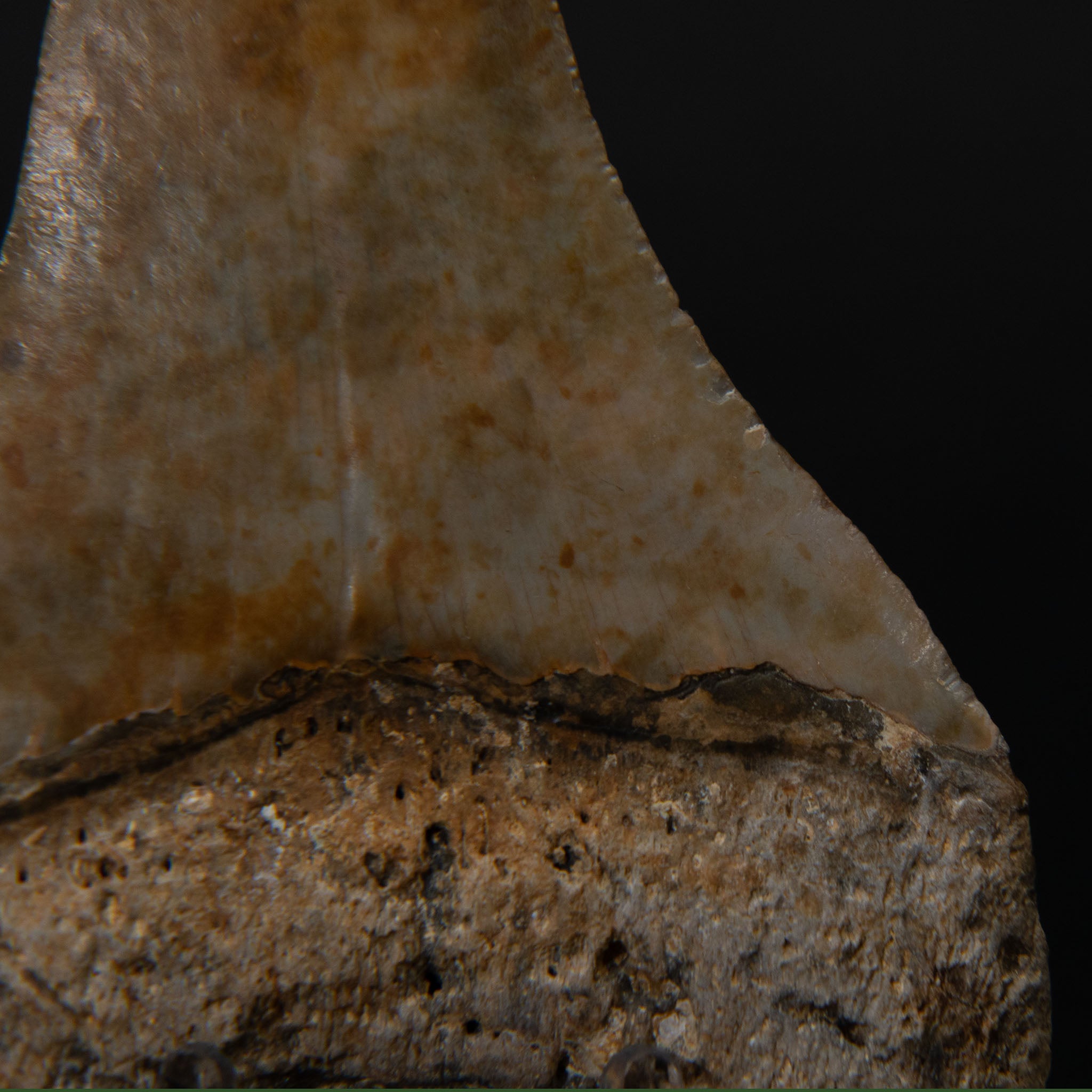 Genuine Prehistoric Megalodon Fossil Tooth (190 grams)