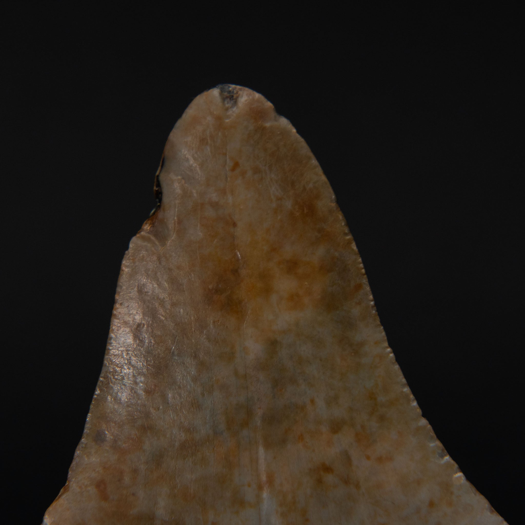 Genuine Prehistoric Megalodon Fossil Tooth (190 grams)
