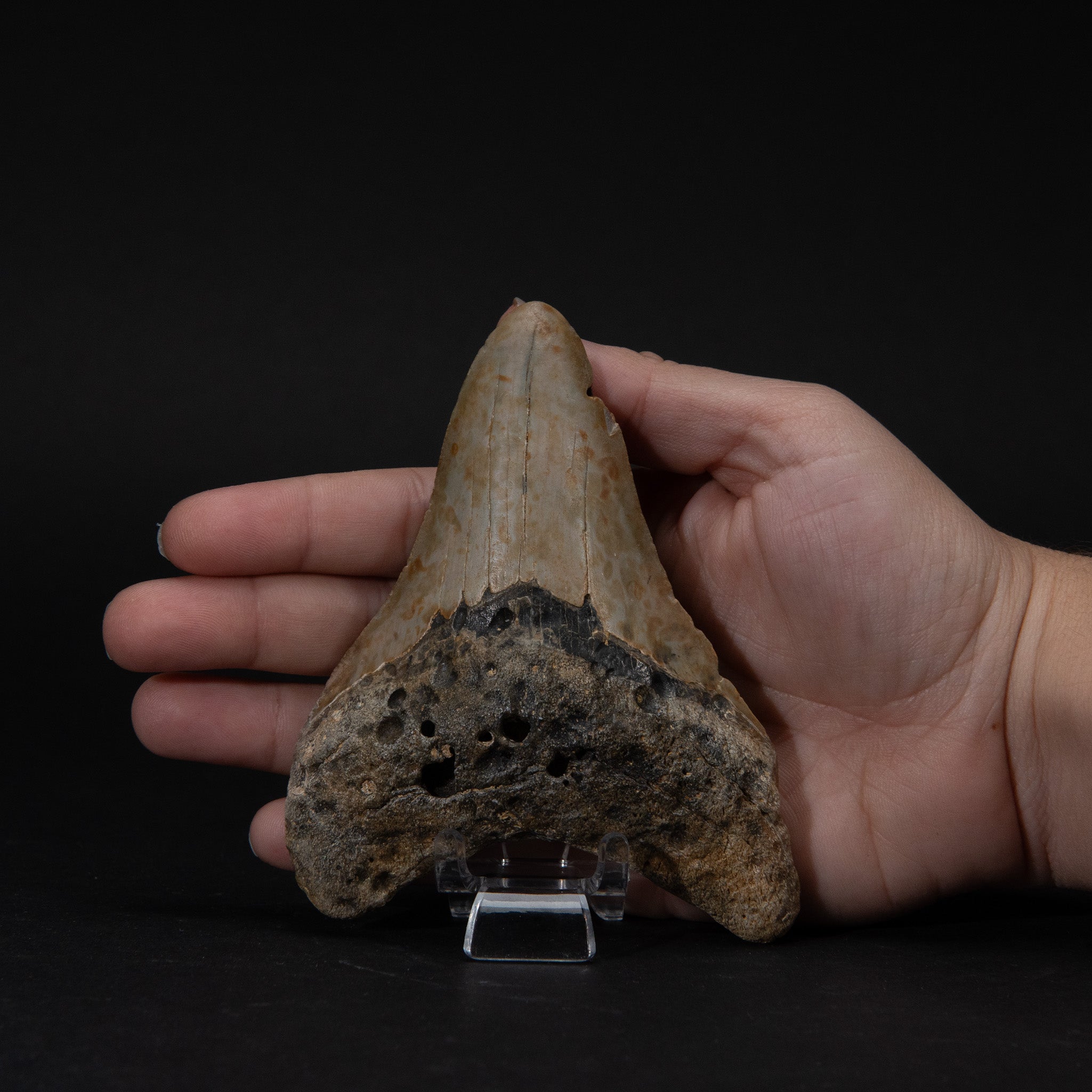 Genuine Prehistoric Megalodon Fossil Tooth (190 grams)