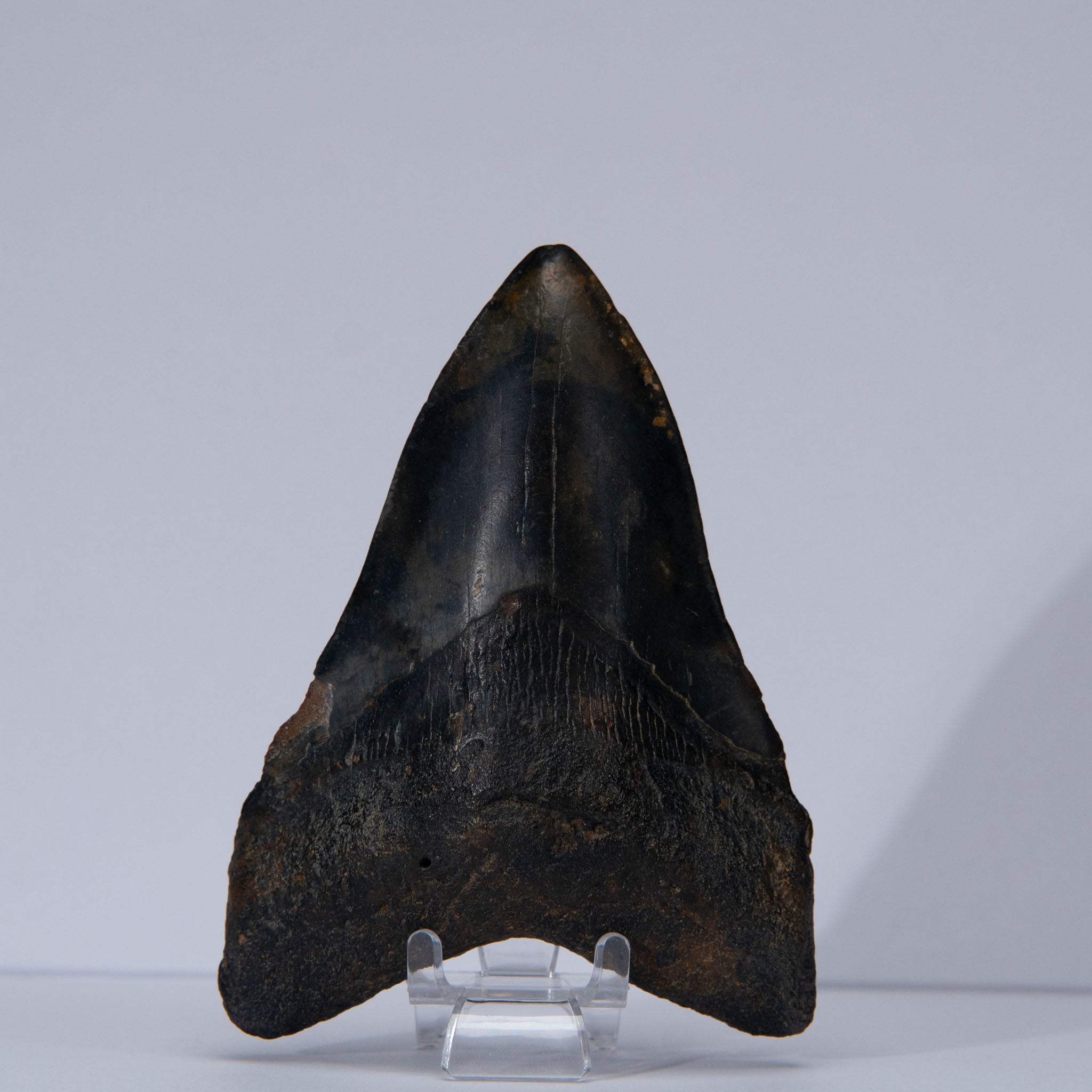 Genuine Prehistoric Megalodon Fossil Tooth (141.6 grams)