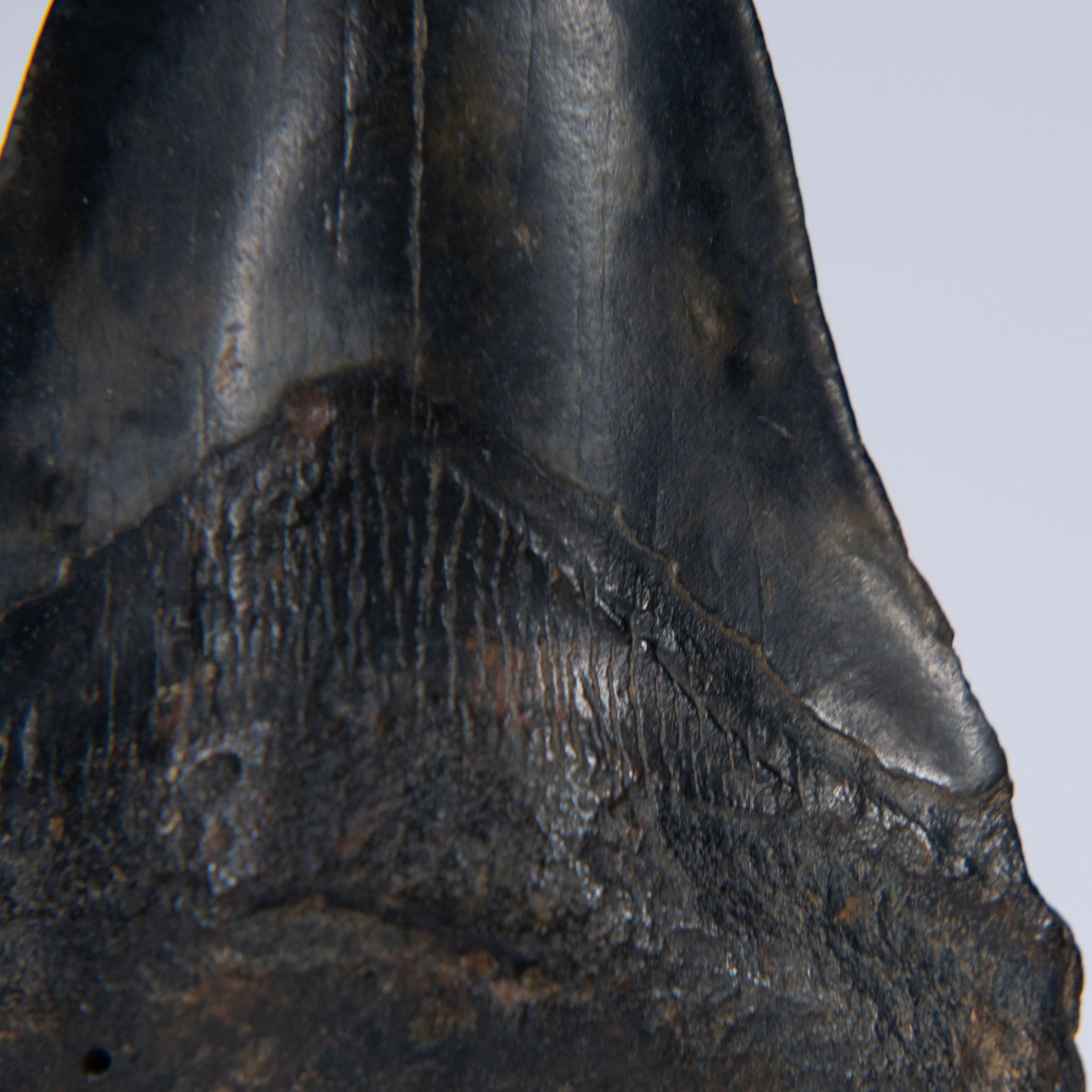 Genuine Prehistoric Megalodon Fossil Tooth (141.6 grams)