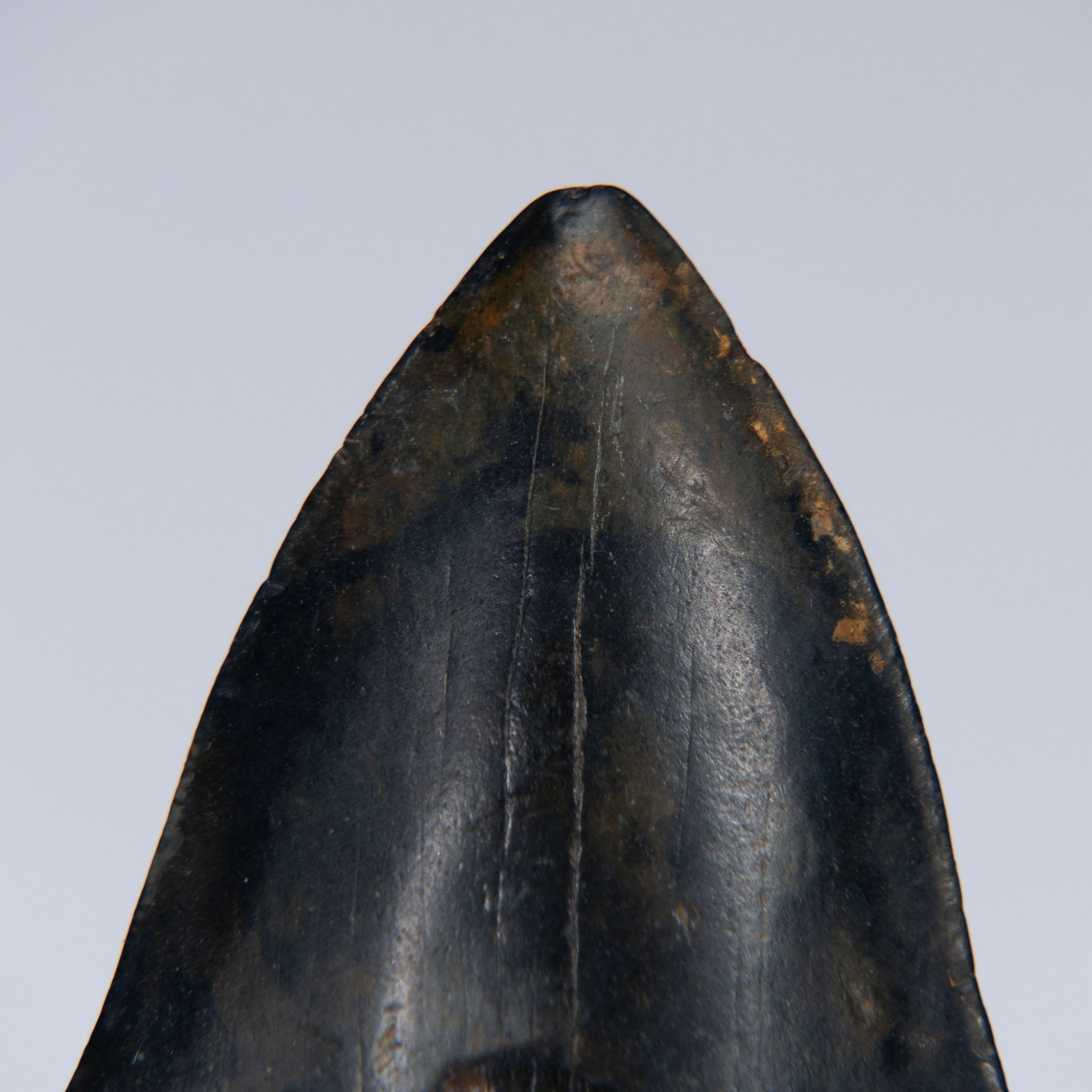 Genuine Prehistoric Megalodon Fossil Tooth (141.6 grams)