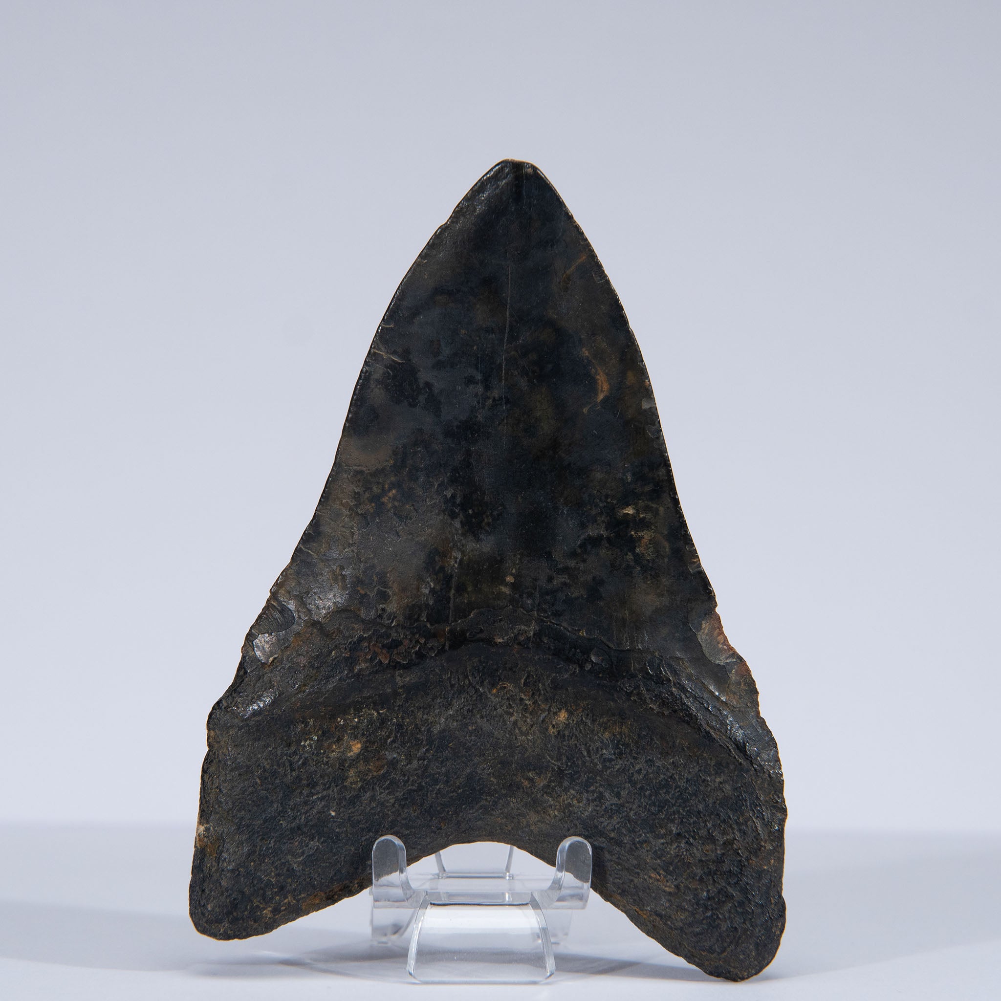 Genuine Prehistoric Megalodon Fossil Tooth (141.6 grams)