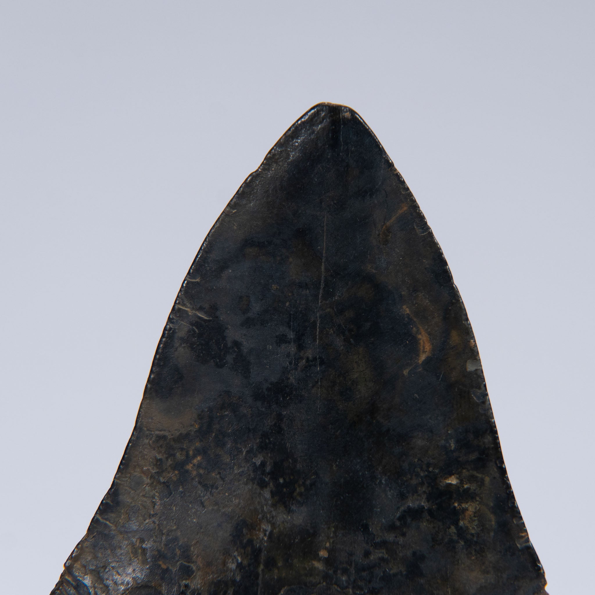 Genuine Prehistoric Megalodon Fossil Tooth (141.6 grams)