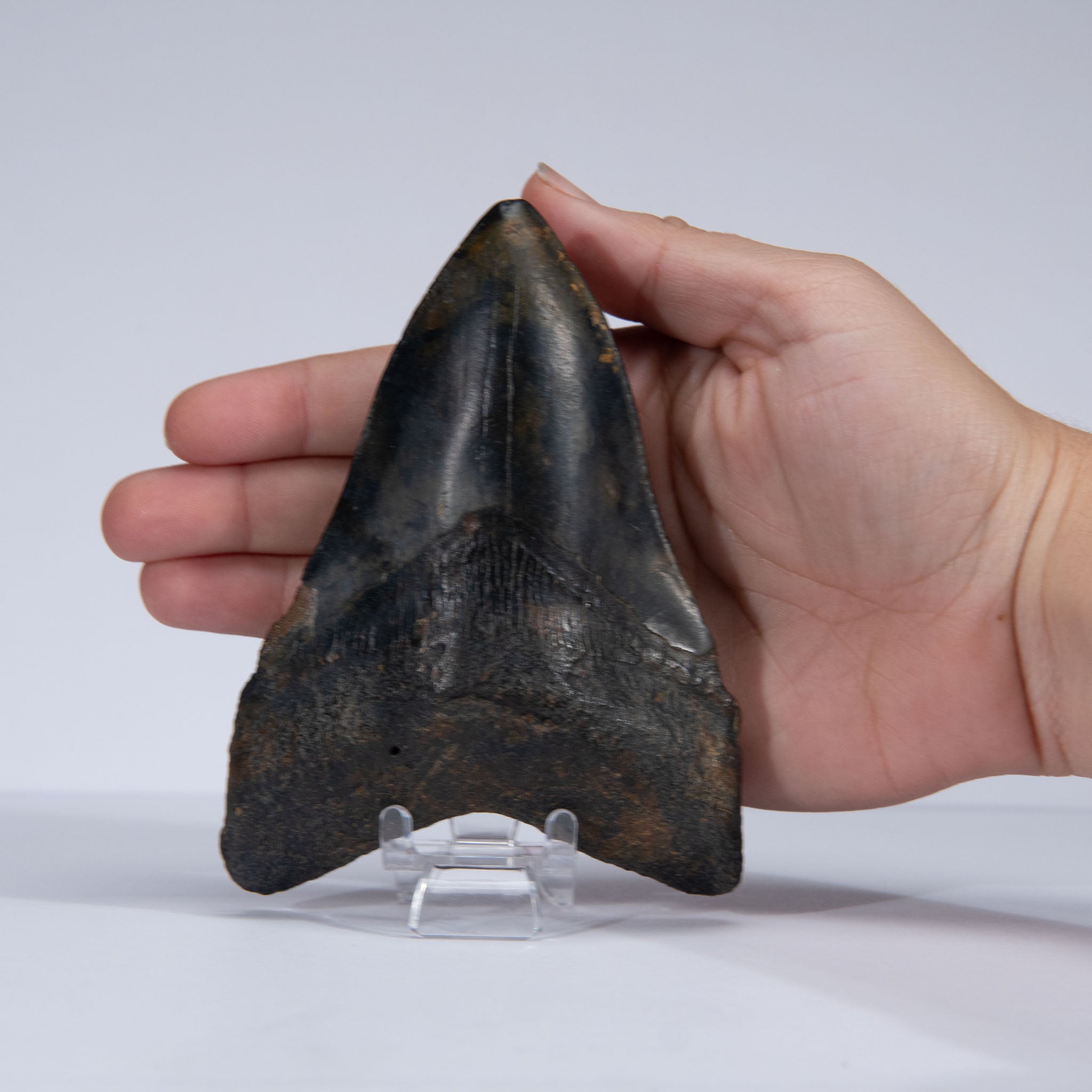 Genuine Prehistoric Megalodon Fossil Tooth (141.6 grams)