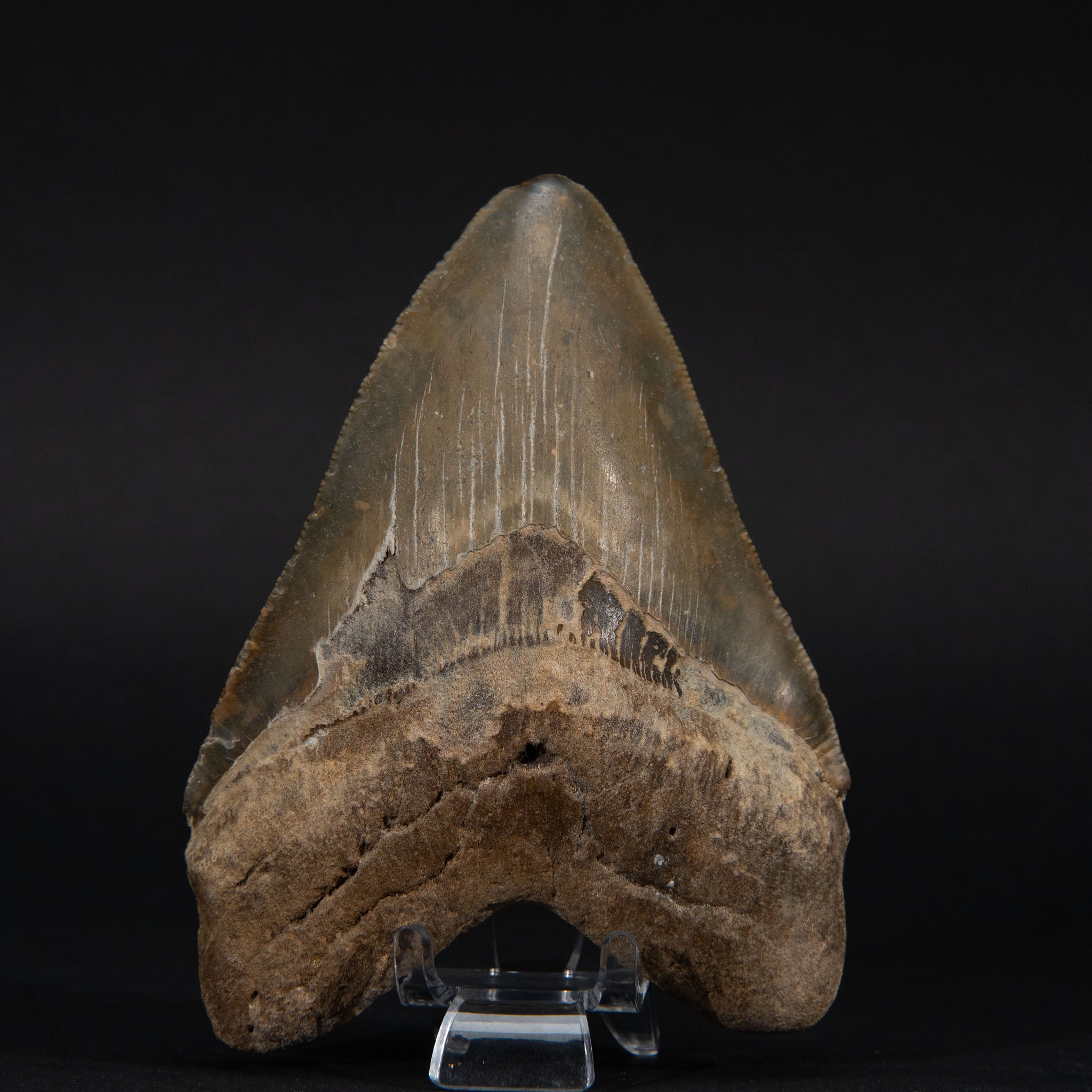 Genuine Prehistoric Megalodon Fossil Tooth (185.4 grams)