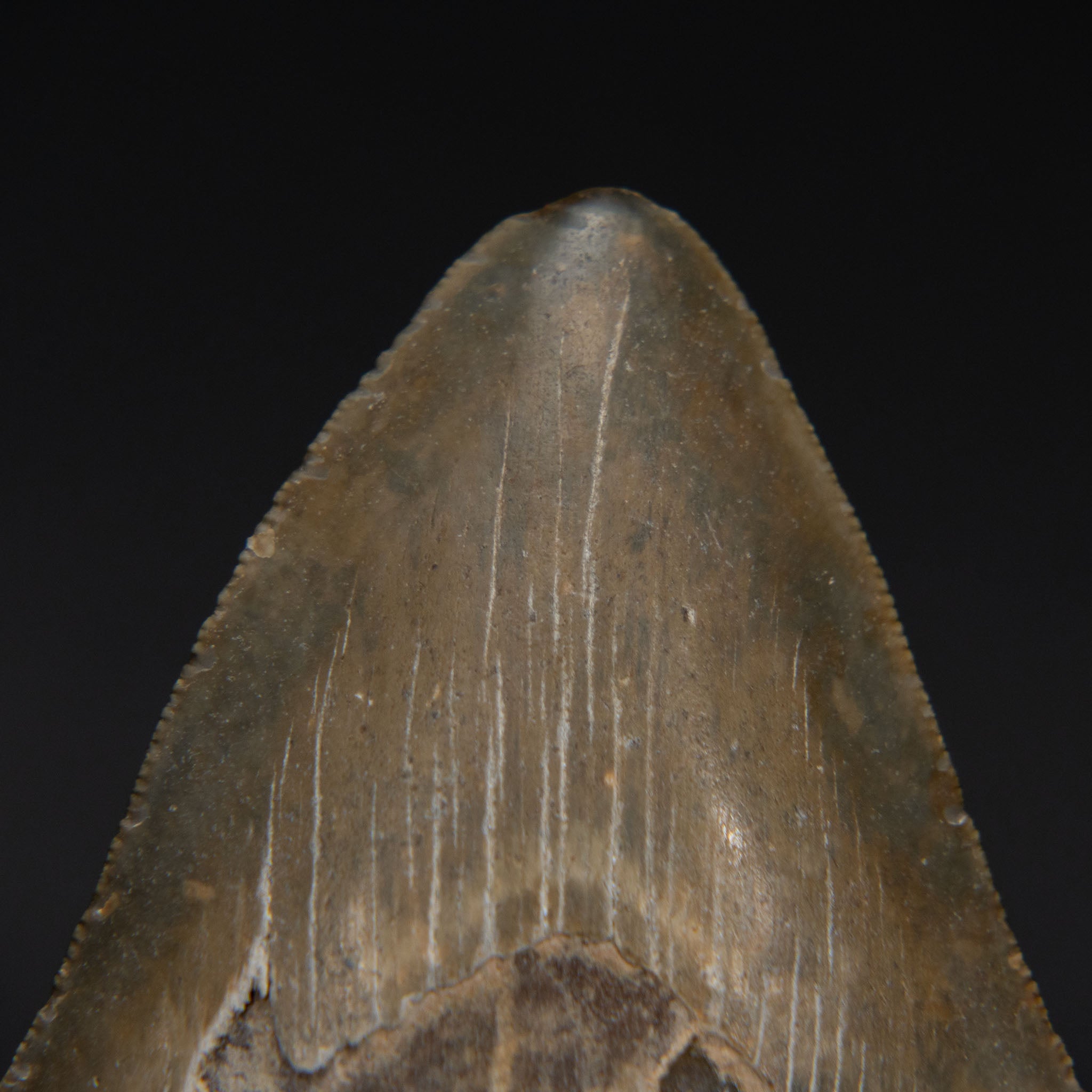Genuine Prehistoric Megalodon Fossil Tooth (185.4 grams)