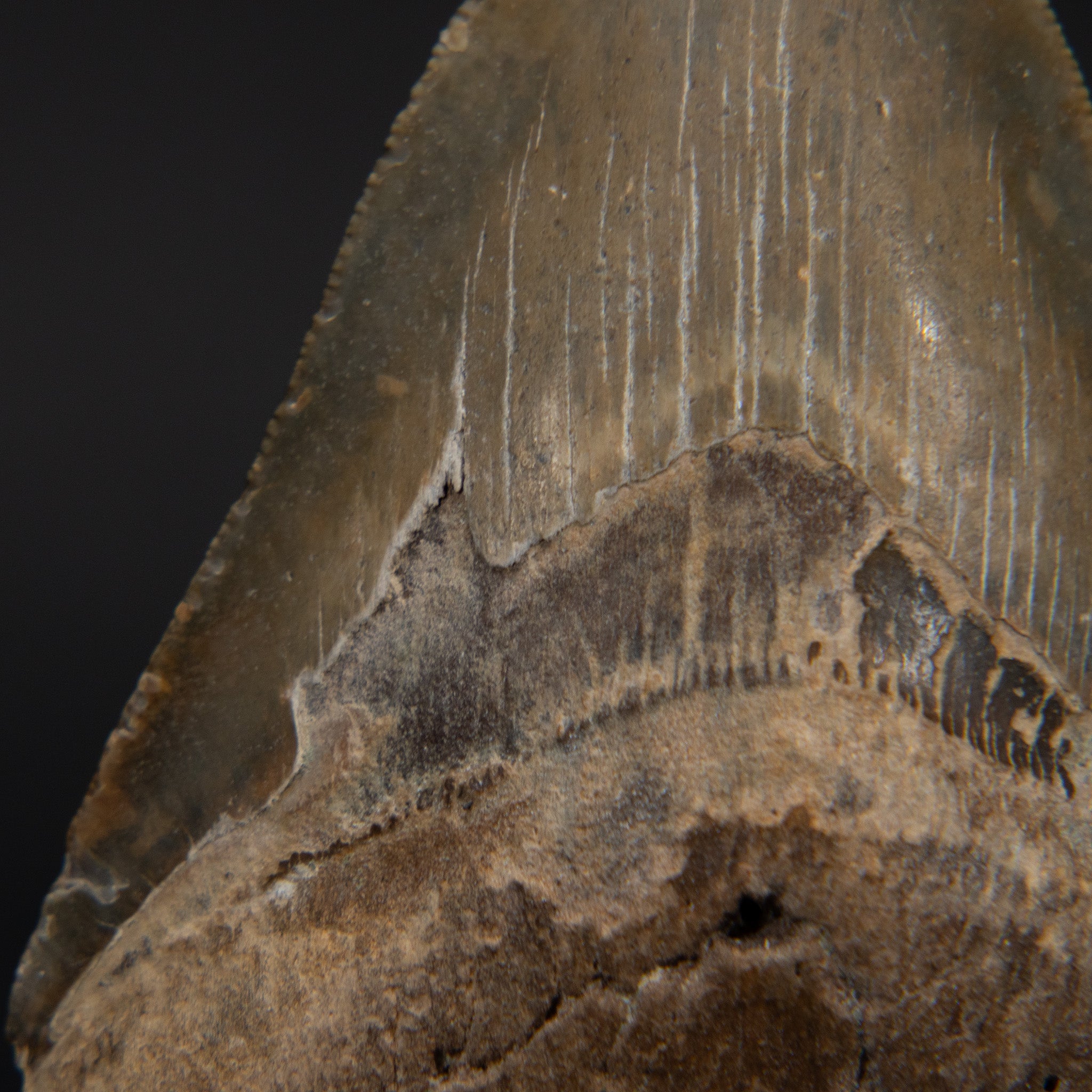 Genuine Prehistoric Megalodon Fossil Tooth (185.4 grams)