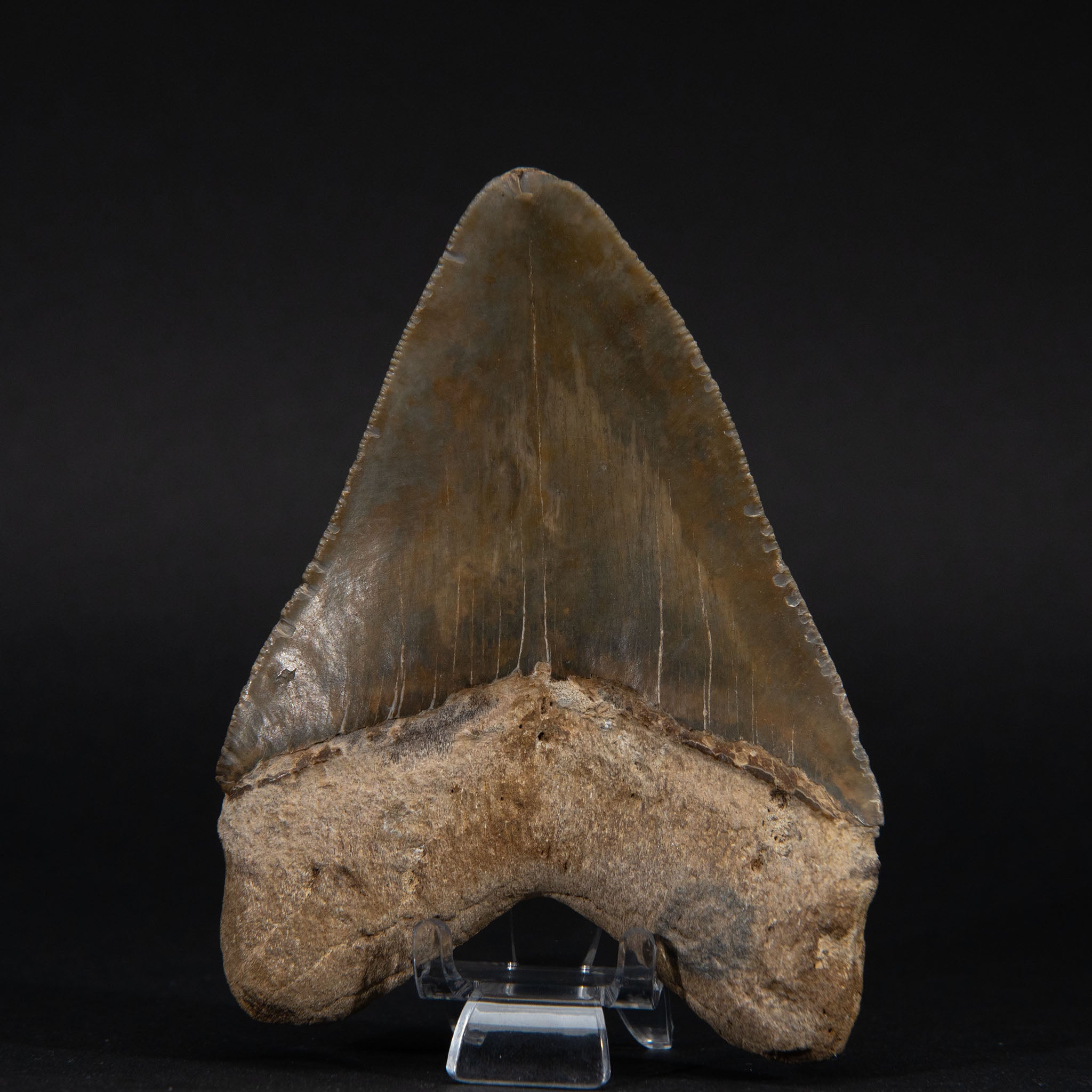 Genuine Prehistoric Megalodon Fossil Tooth (185.4 grams)