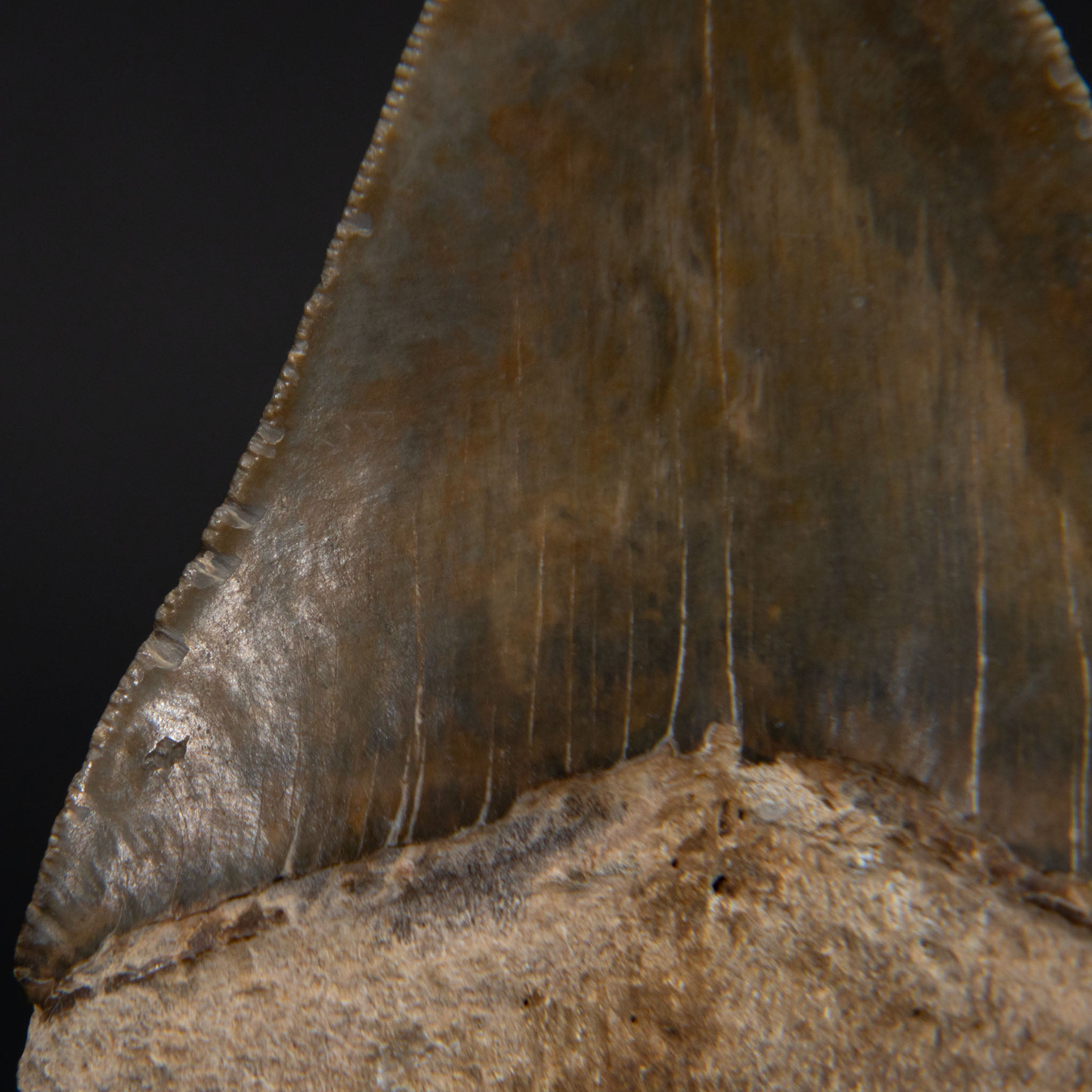 Genuine Prehistoric Megalodon Fossil Tooth (185.4 grams)