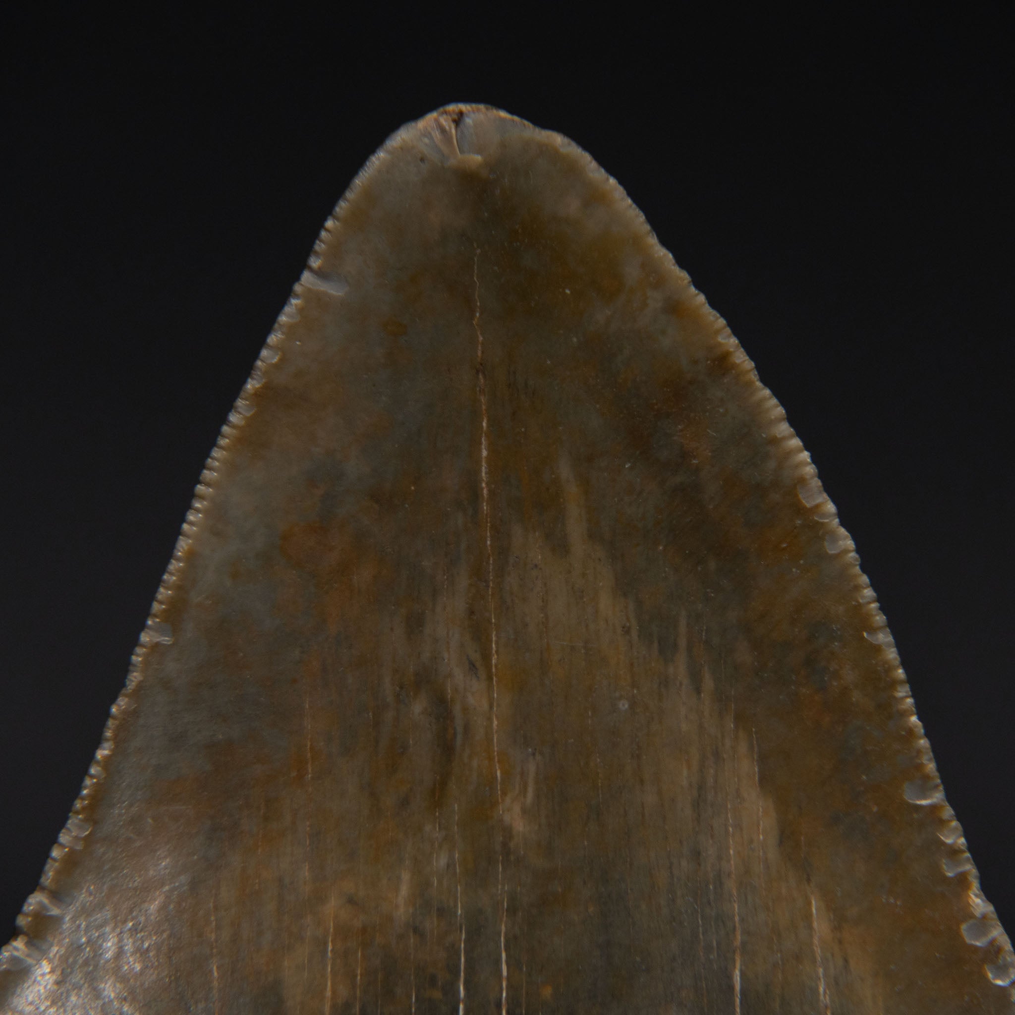 Genuine Prehistoric Megalodon Fossil Tooth (185.4 grams)