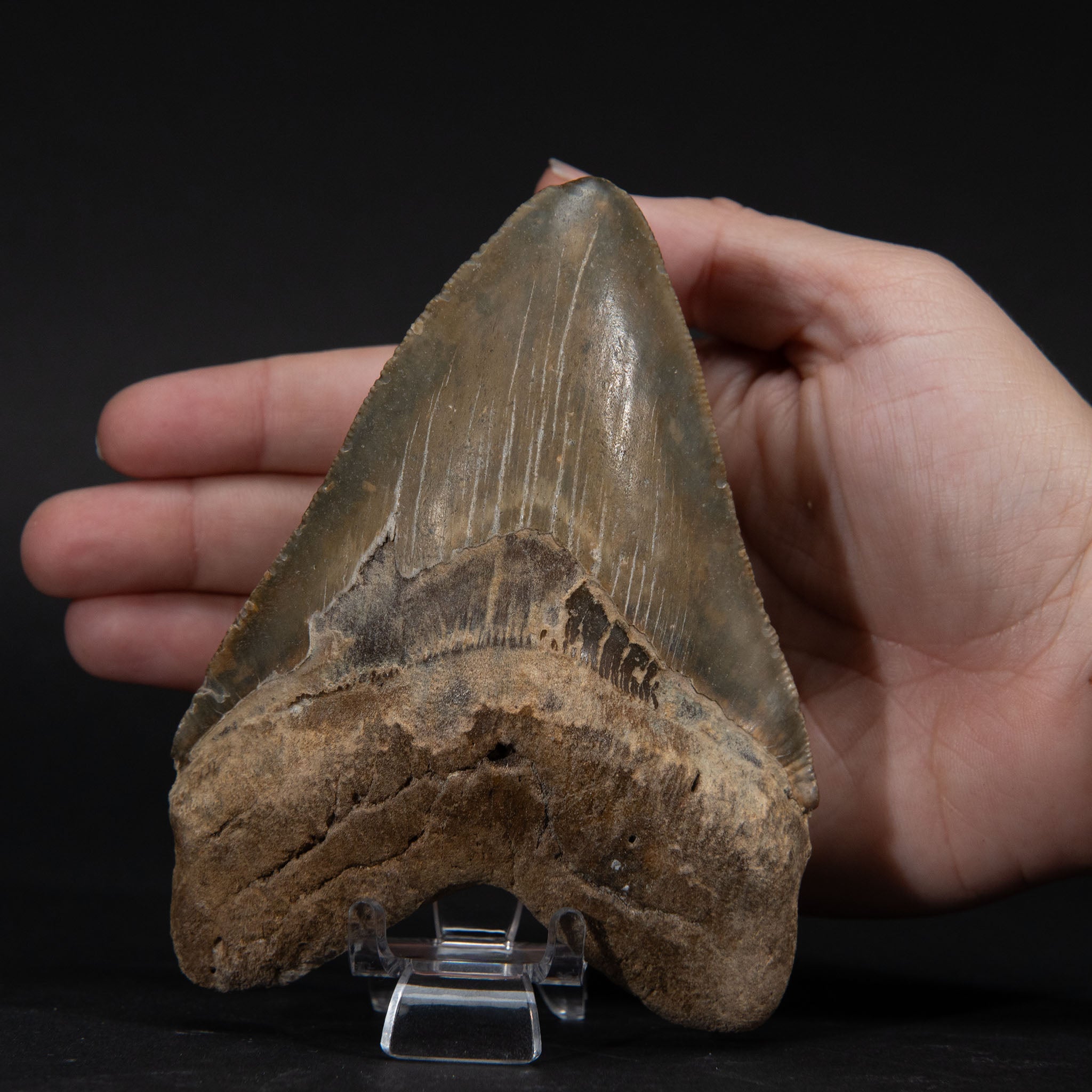 Genuine Prehistoric Megalodon Fossil Tooth (185.4 grams)