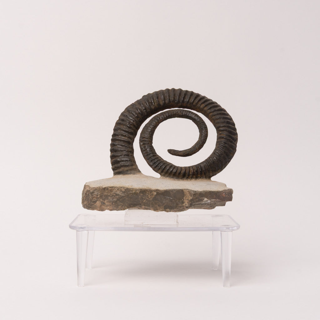 Genuine Anetoceras (4.5") Ammonite Fossil (1.5 lbs)
