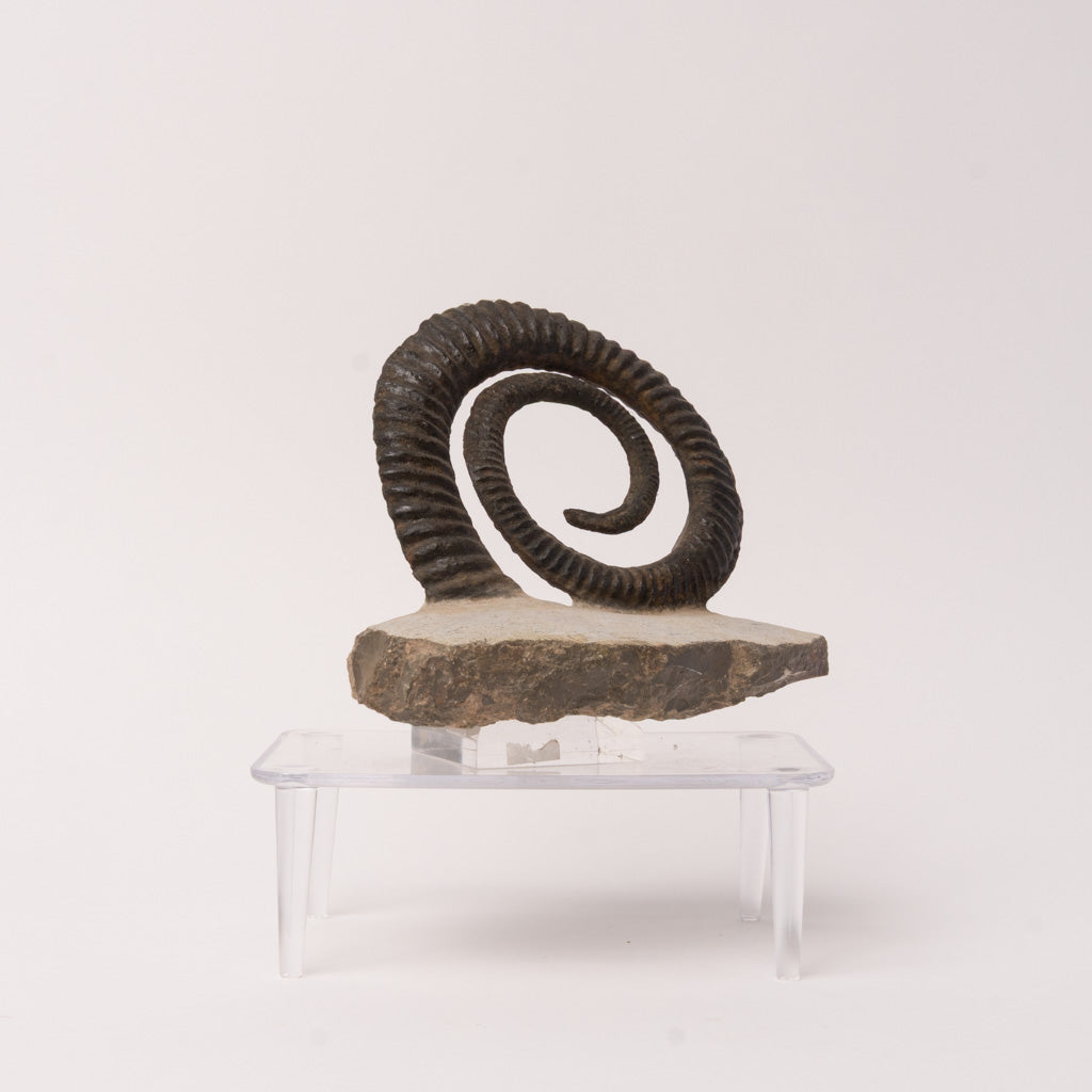Genuine Anetoceras (4.5") Ammonite Fossil (1.5 lbs)