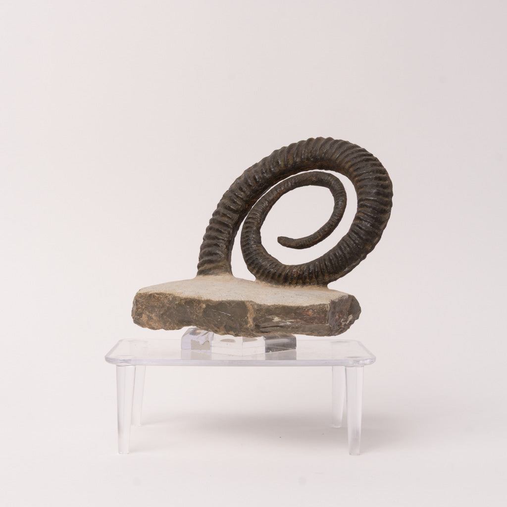 Genuine Anetoceras (4.5") Ammonite Fossil (1.5 lbs)