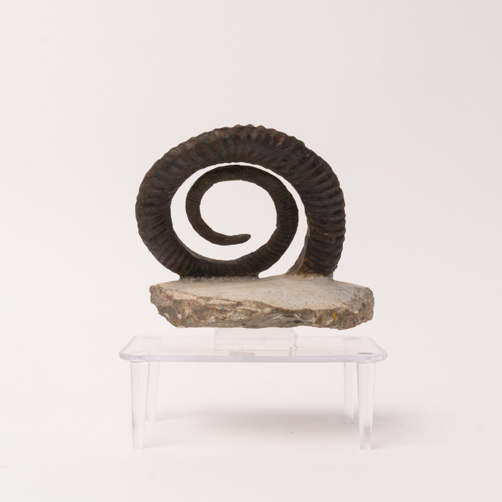 Genuine Anetoceras (4.5") Ammonite Fossil (1.5 lbs)