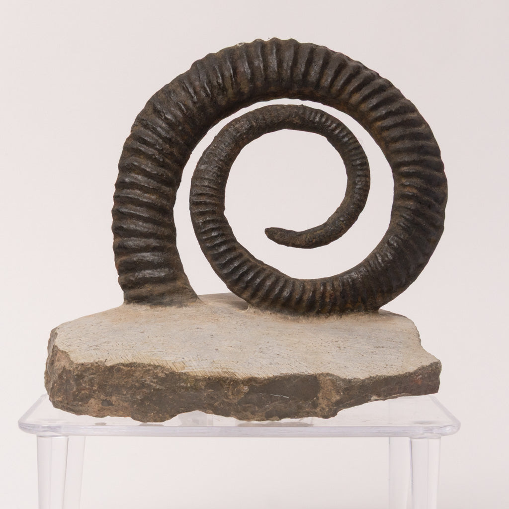 Genuine Anetoceras (4.5") Ammonite Fossil (1.5 lbs)